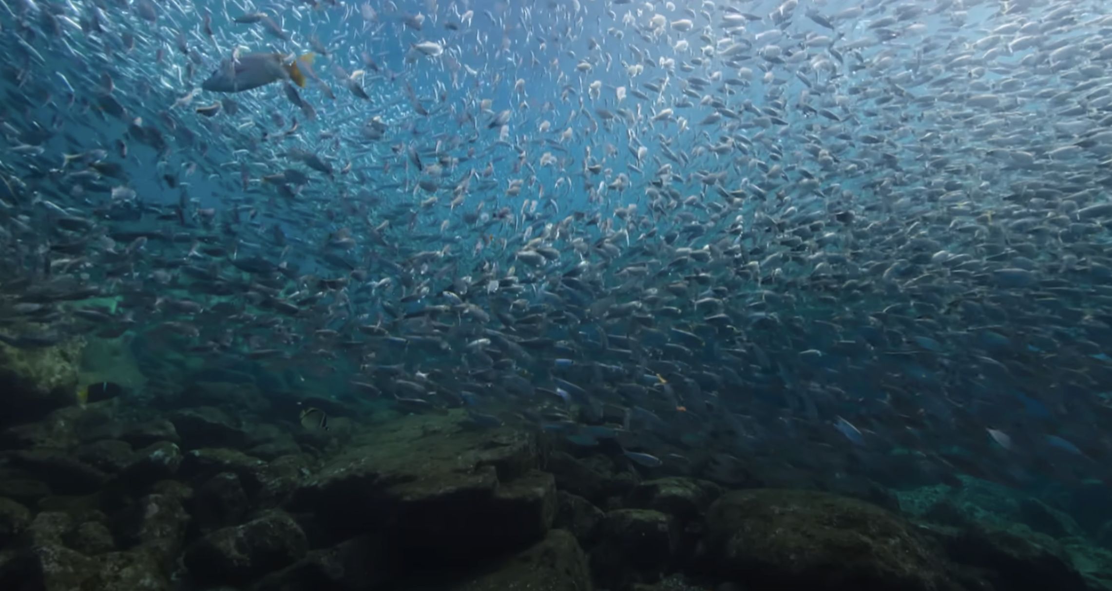 The docuseries will show us the oceans&#039; ecosystems (Image via Netflix)