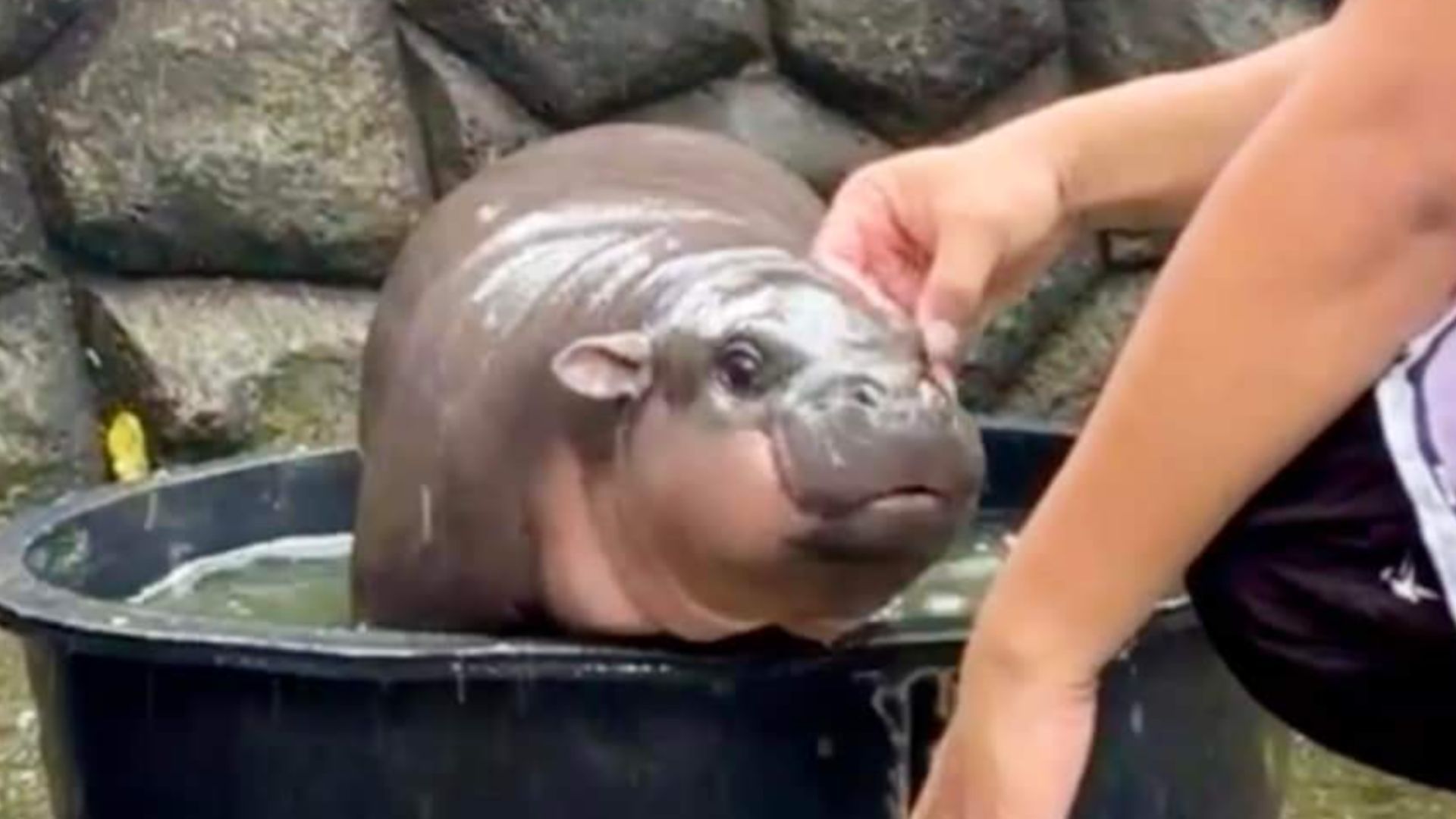 All about Moo Deng, the baby pygmy hippo who is internet