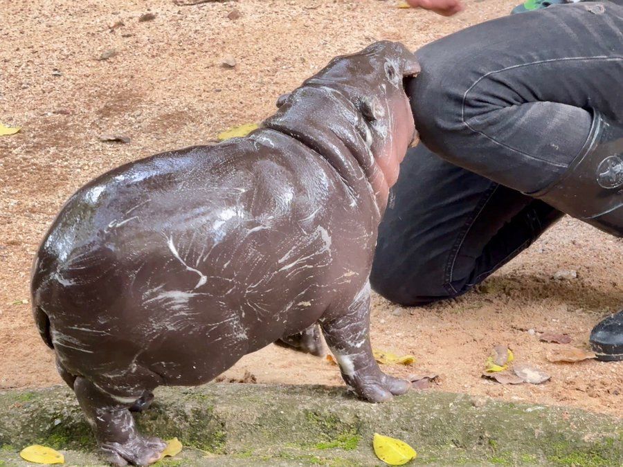 Moo Deng playfully nibbles on a zookeeper at Khao Kheow Open Zoo in Thailand. (Image via X/@kkopzoo)