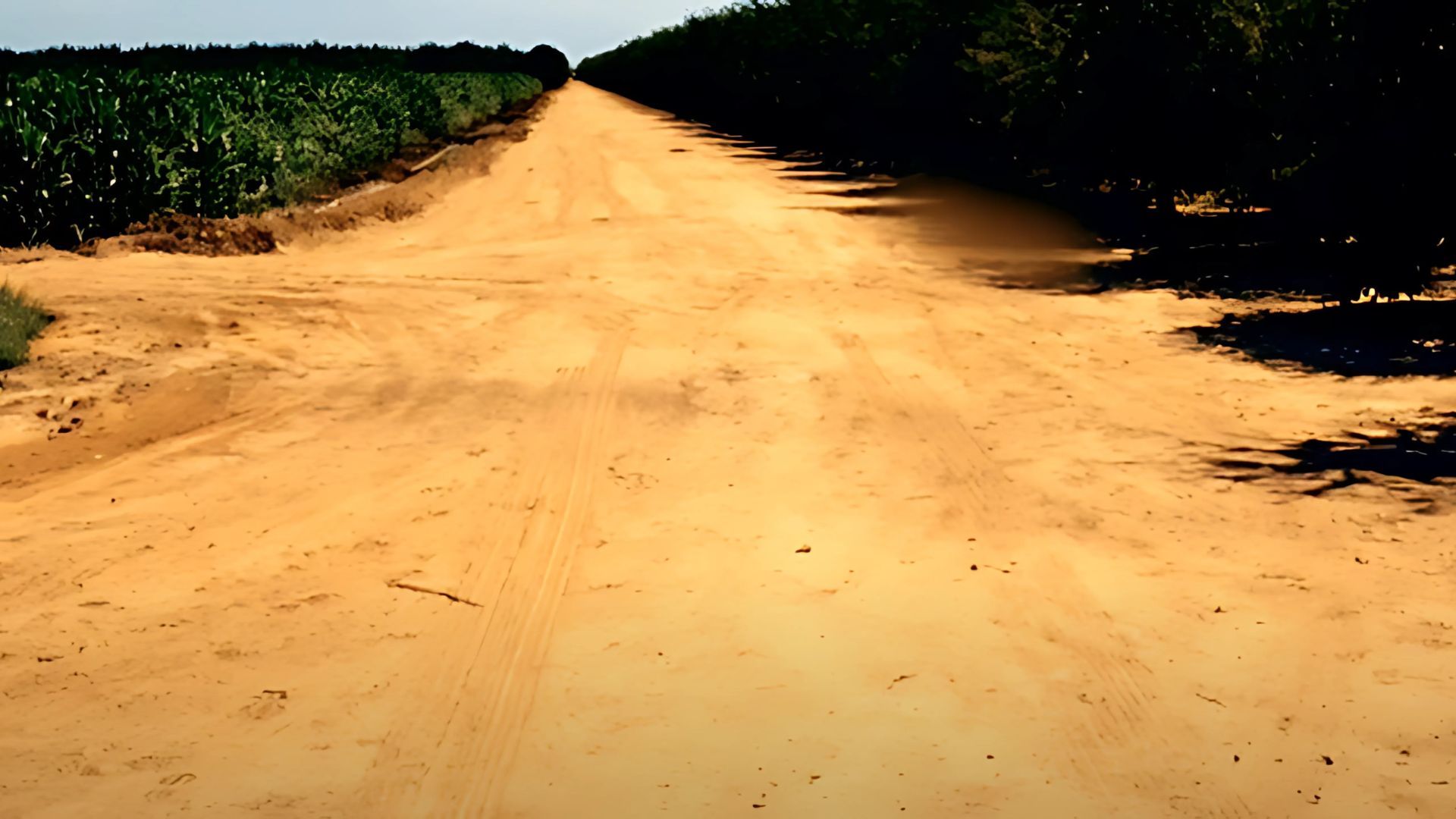 The almond grove where Todd Chance&#039;s dead body was discovered | Image source: Dateline NBC on YouTube