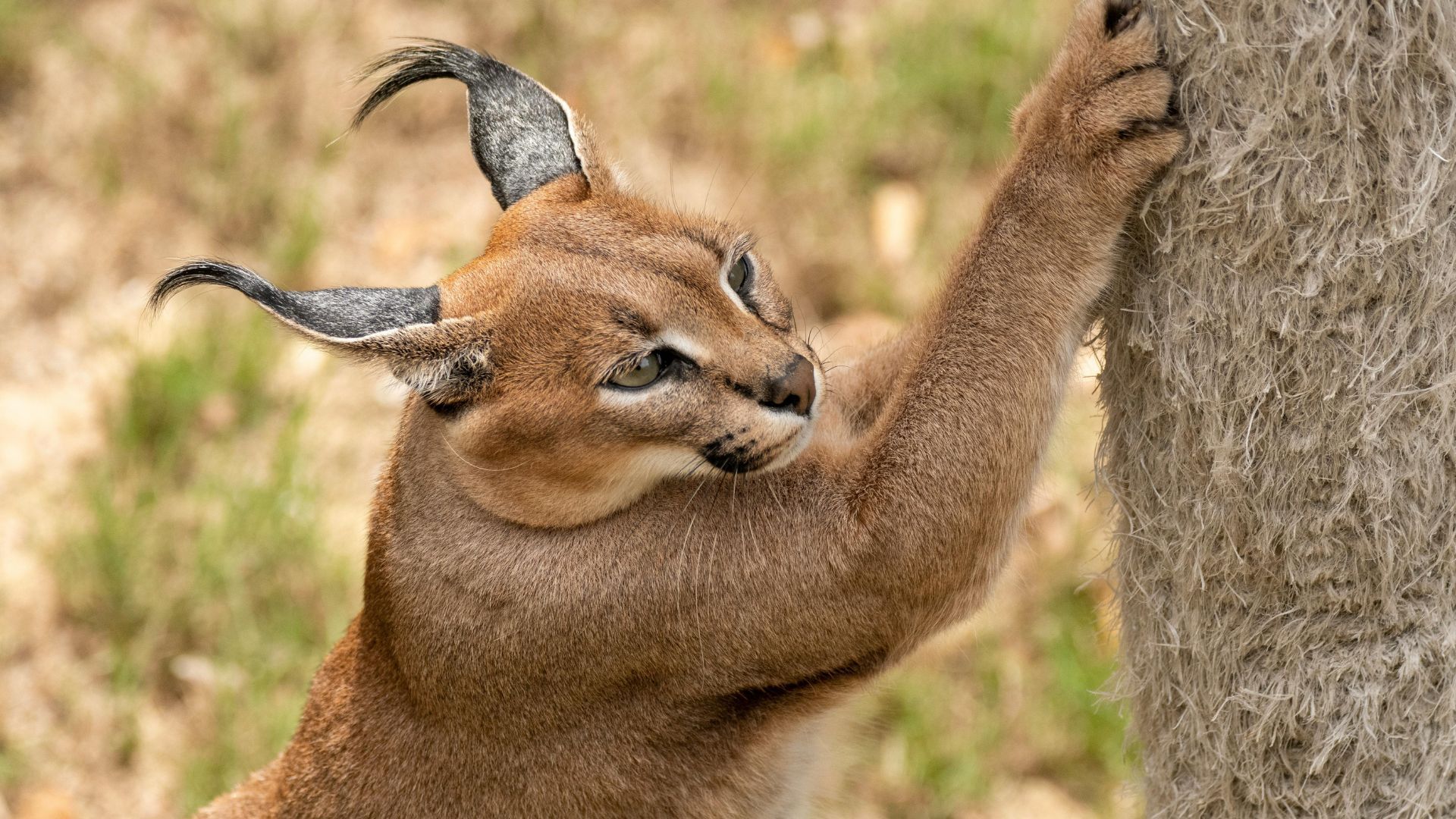 Caracal (Image via Pexels/Frans van Heerden)