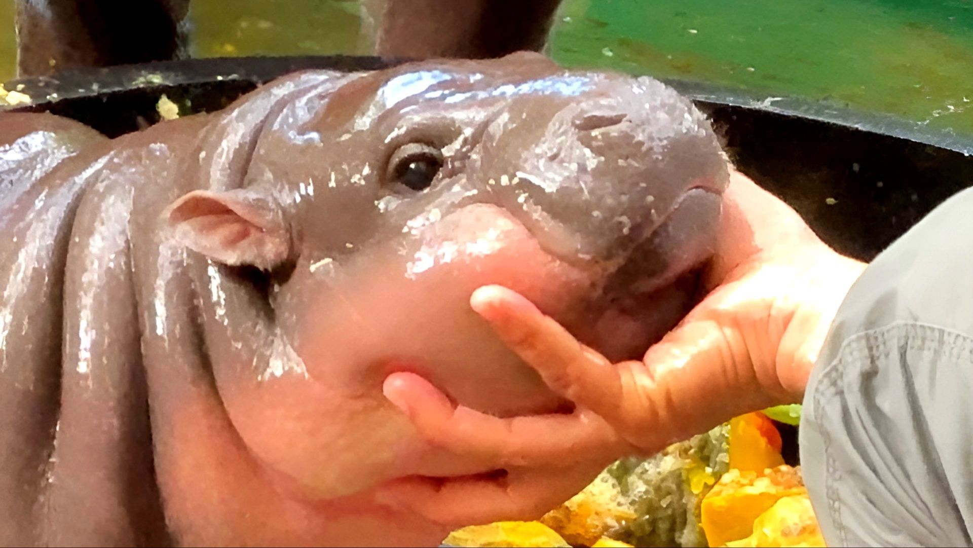 Moo Deng is a pygmy hippo (Image via @twaniimals/X)