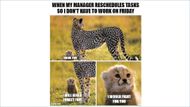 Meme about Friyay tasks and manger-employee relations (Image via imgflip.com)