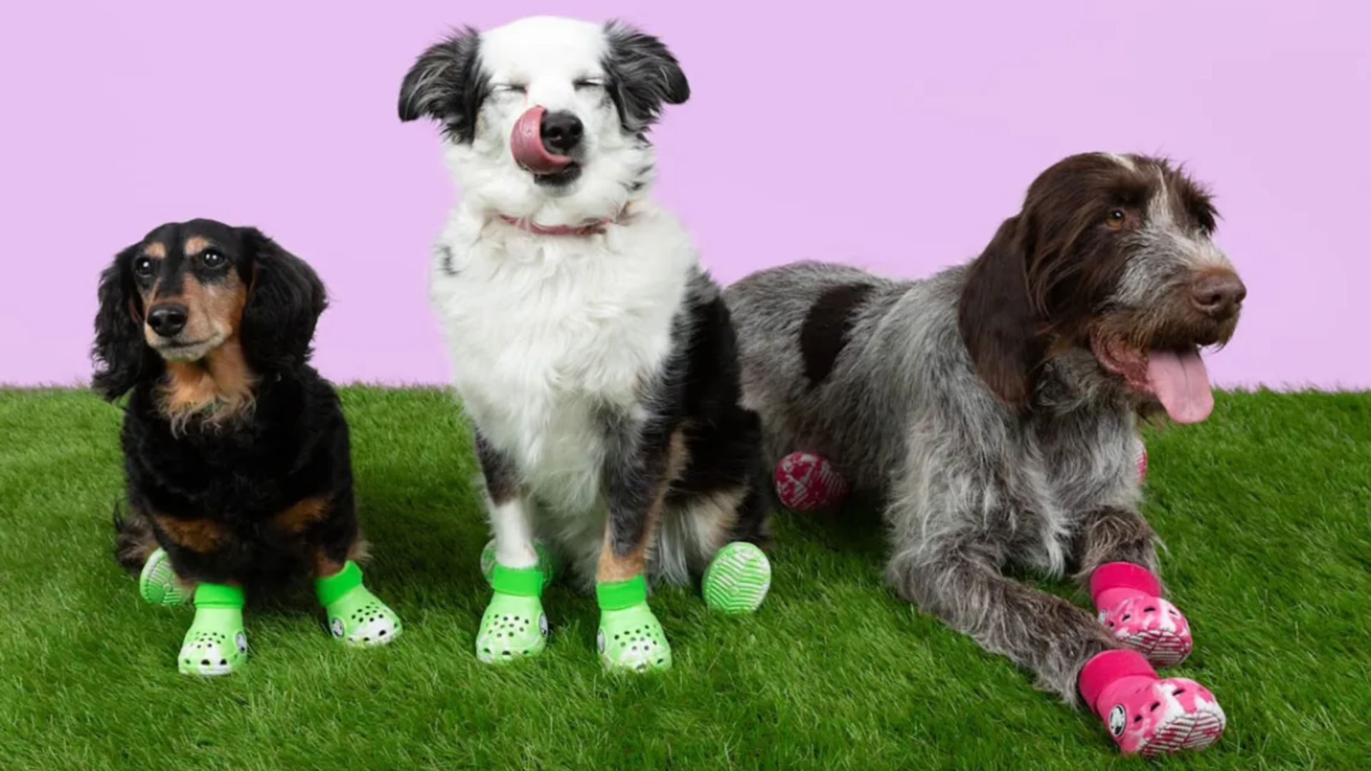 Dogs can now get in on the Crocs action as well (Image via Crocs)