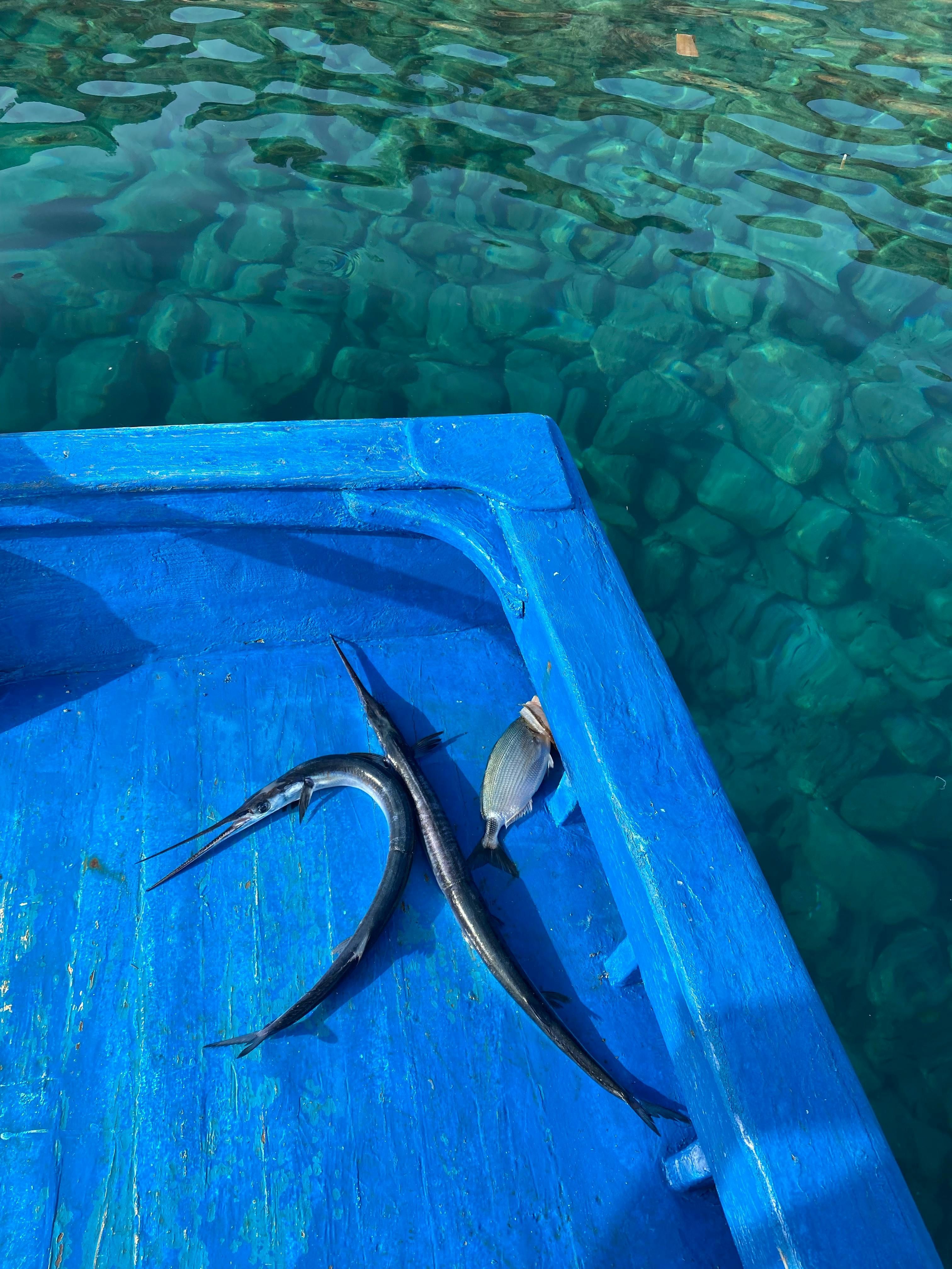 Are needlefish aggressive? Explored (Image via Pexels/SinemTR)