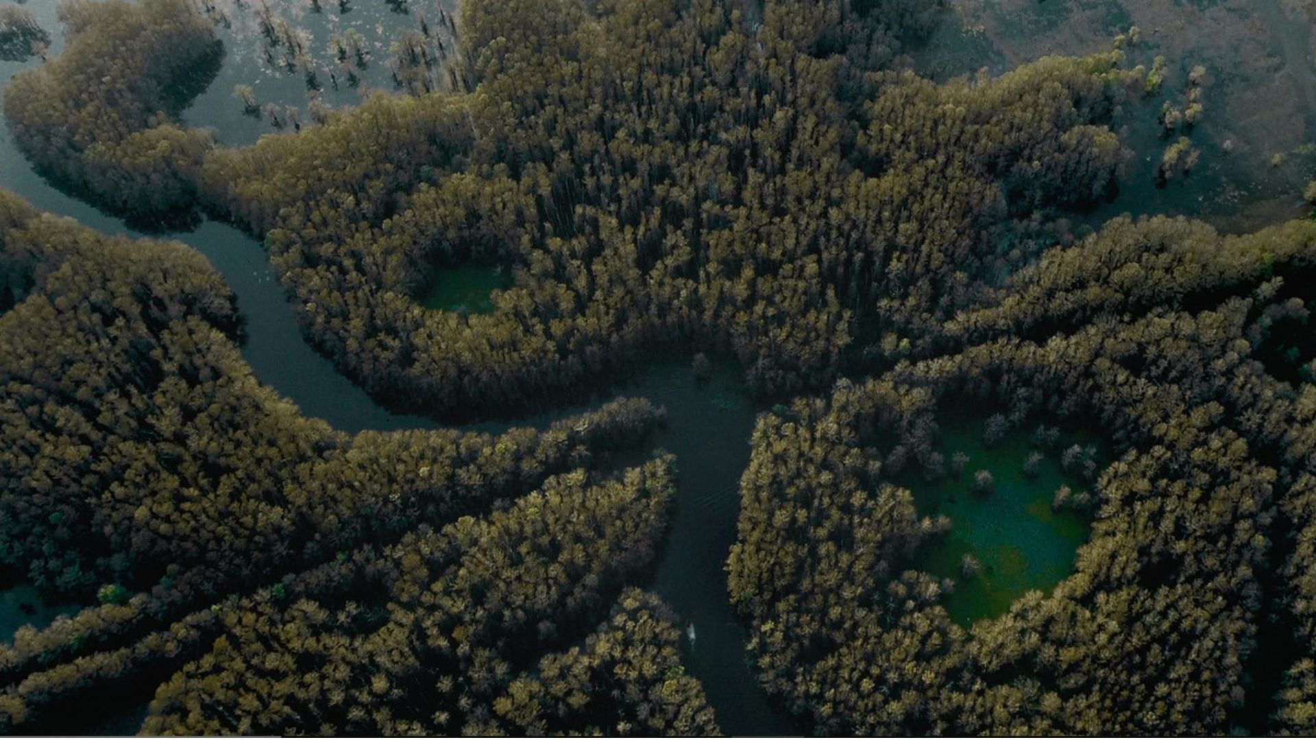 Caddo Lake (Image via Max, New Line Cinema)