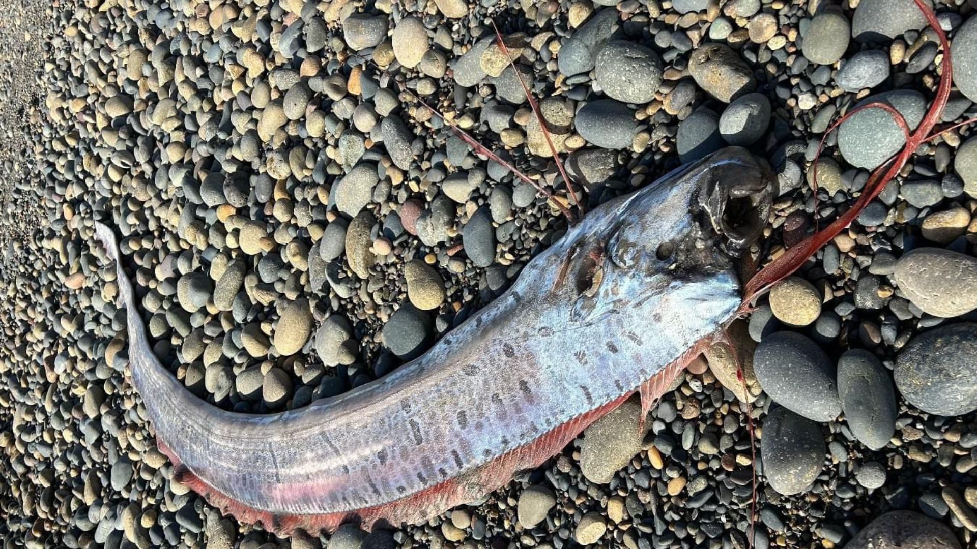 Oarfish (Image via Facebook/ Scripps Institution of Oceanography)