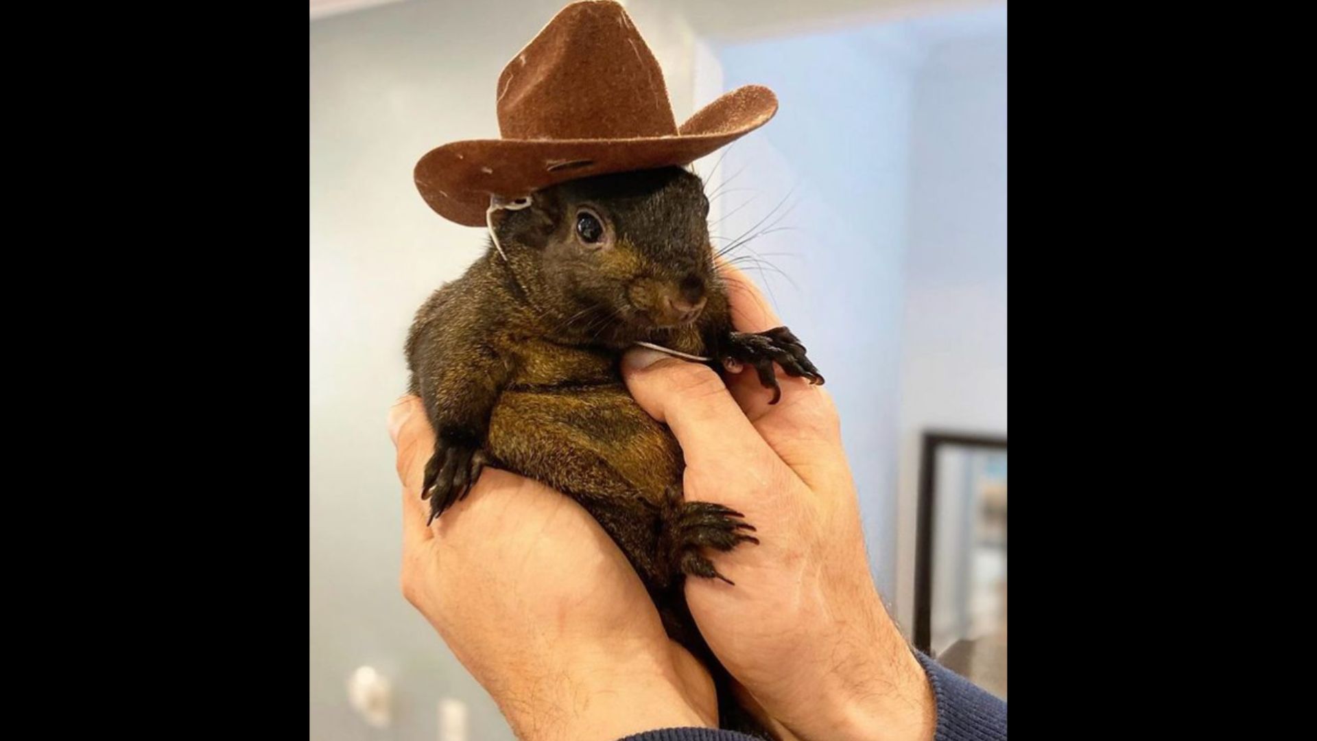 Peanut The Squirrel (Image via Instagram)