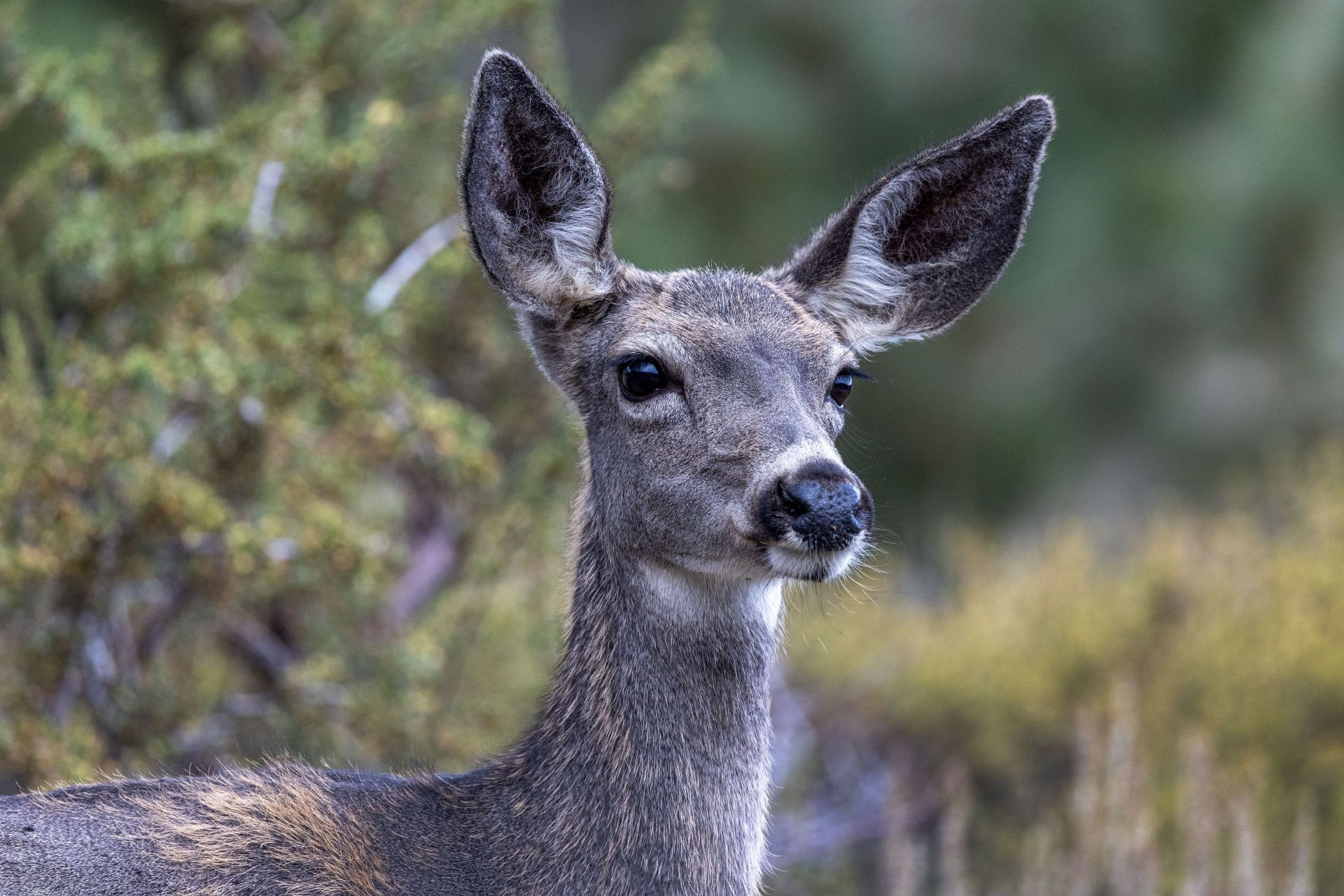 A deer (Image via Getty)