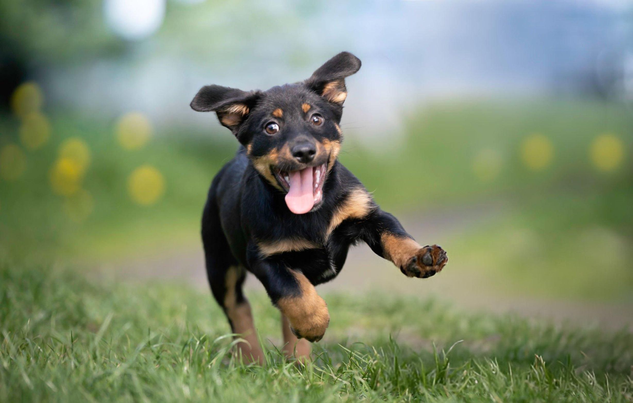 Dog memes via Getty Images