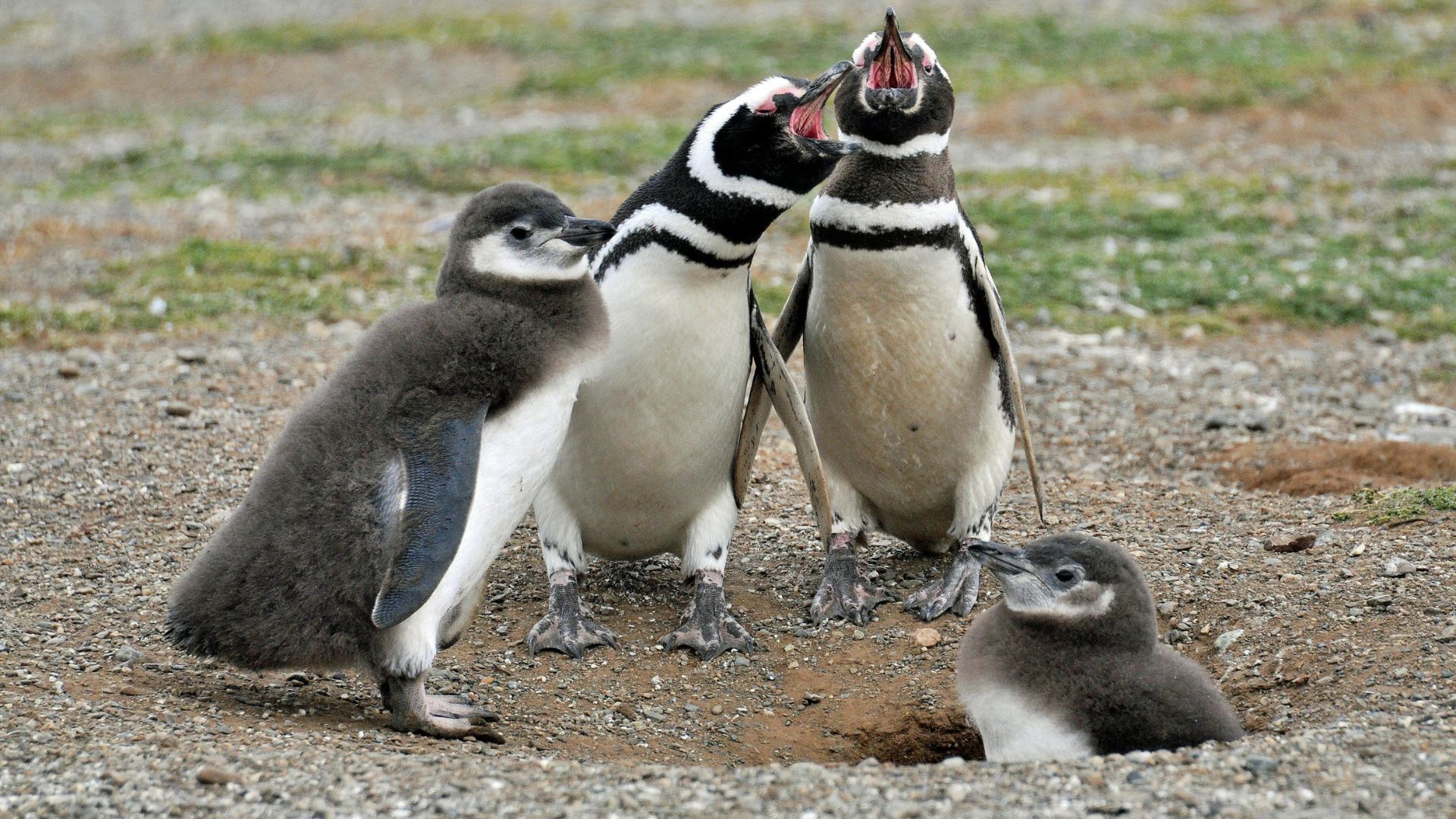 Penguins (Image via Pixels/Frans van Heerden)