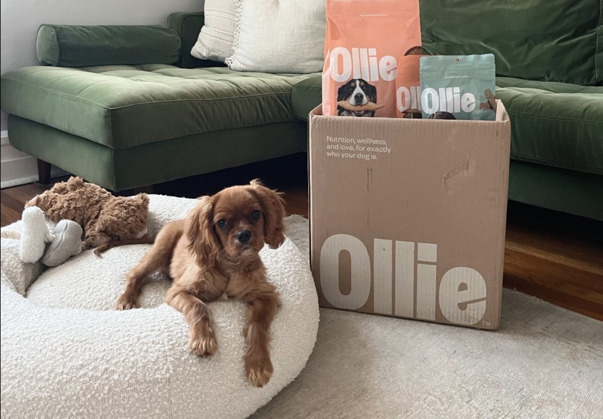 Ollie Black Friday: 70% off personalized dog meals + free bowl! (Image via Instagram/@ollie)