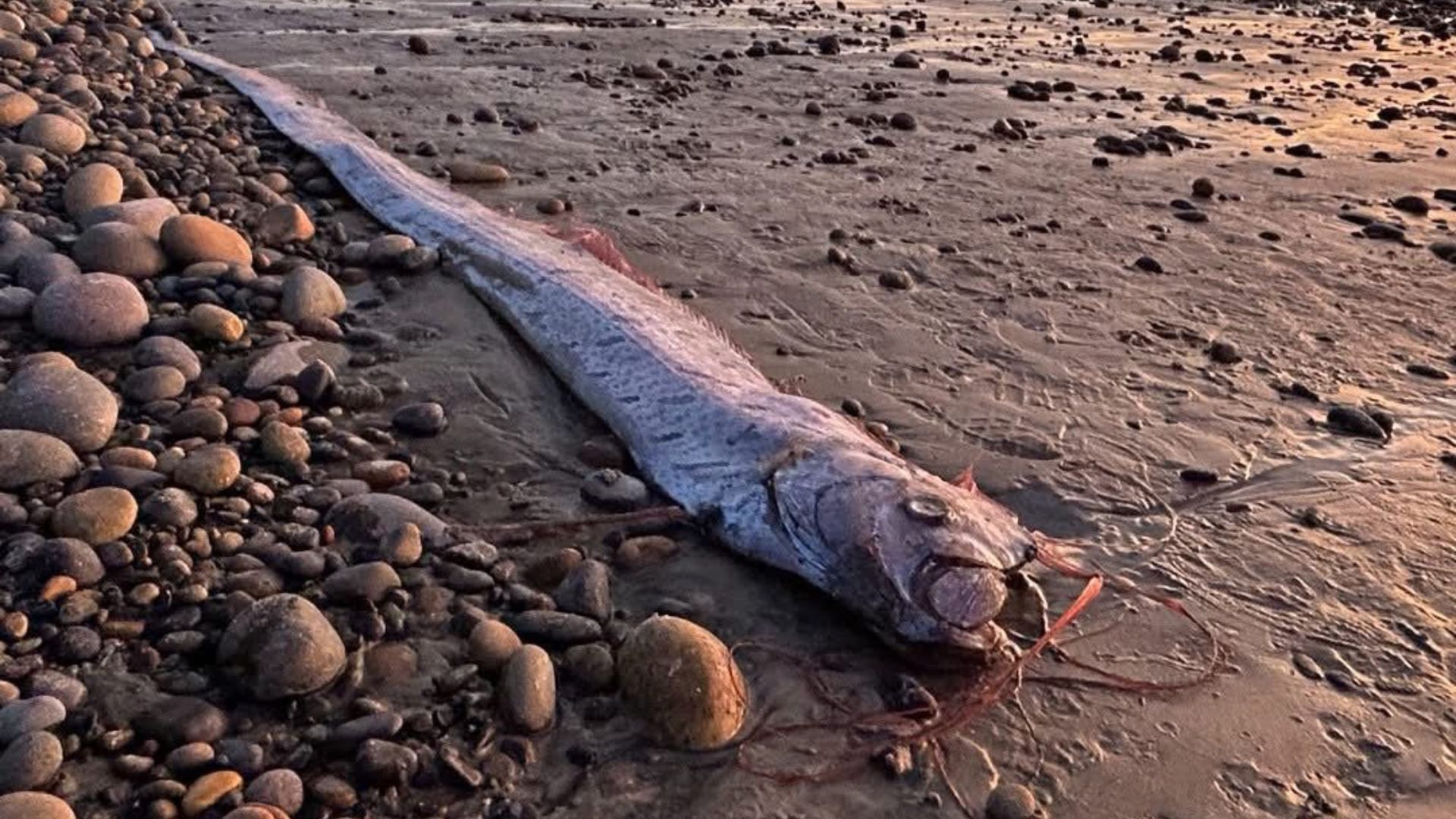 Why are Oarfish called the Doomsday Fish? Meaning explored as the ...