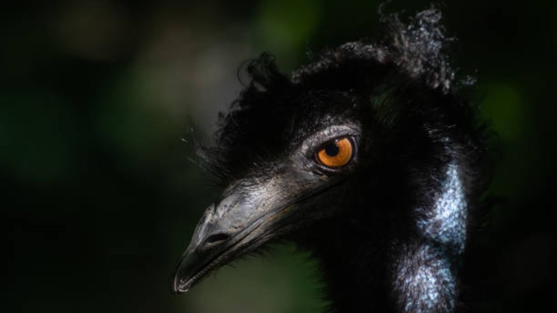 An emu Dromaius in a zoo / Image Source: Getty