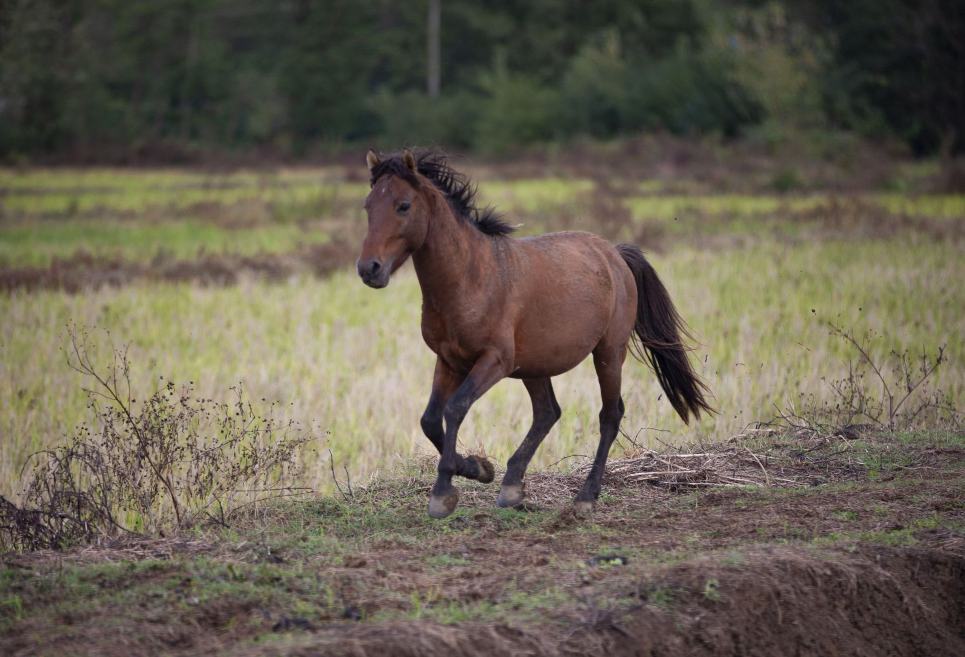 Iran-Caspian Miniature Horse - Source: Getty