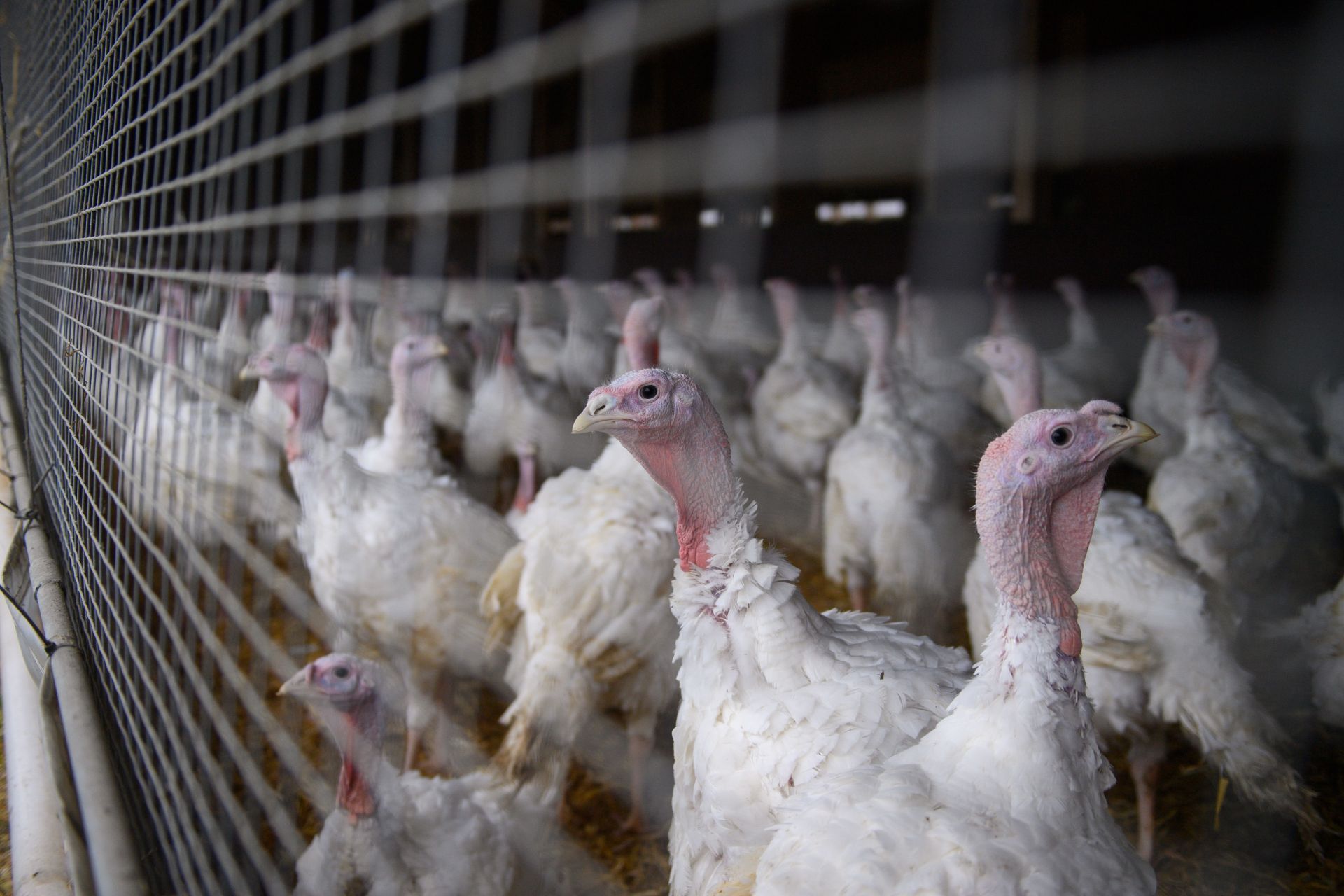 Turkey fattening - Source: Getty