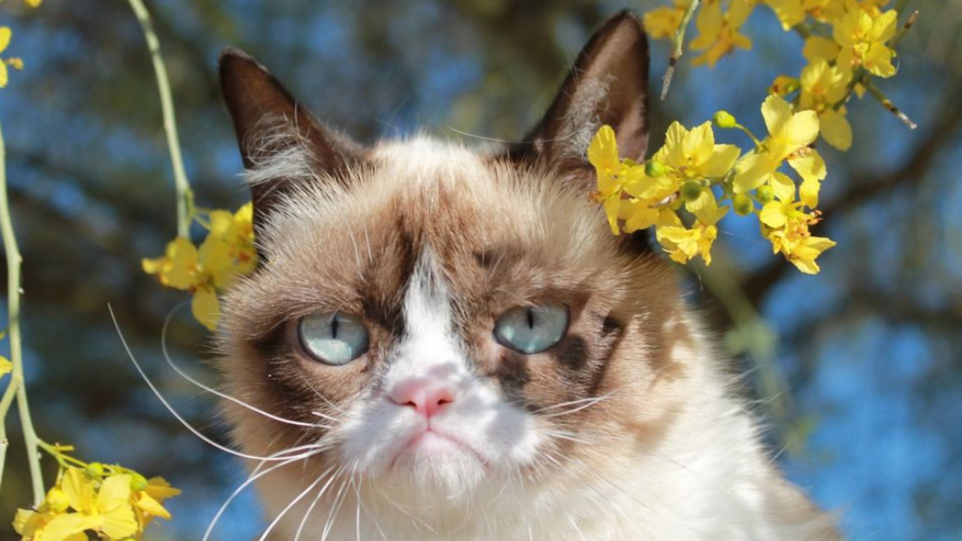 Grumpy cat picture (Image via Instagram/ @realgrumpycat)