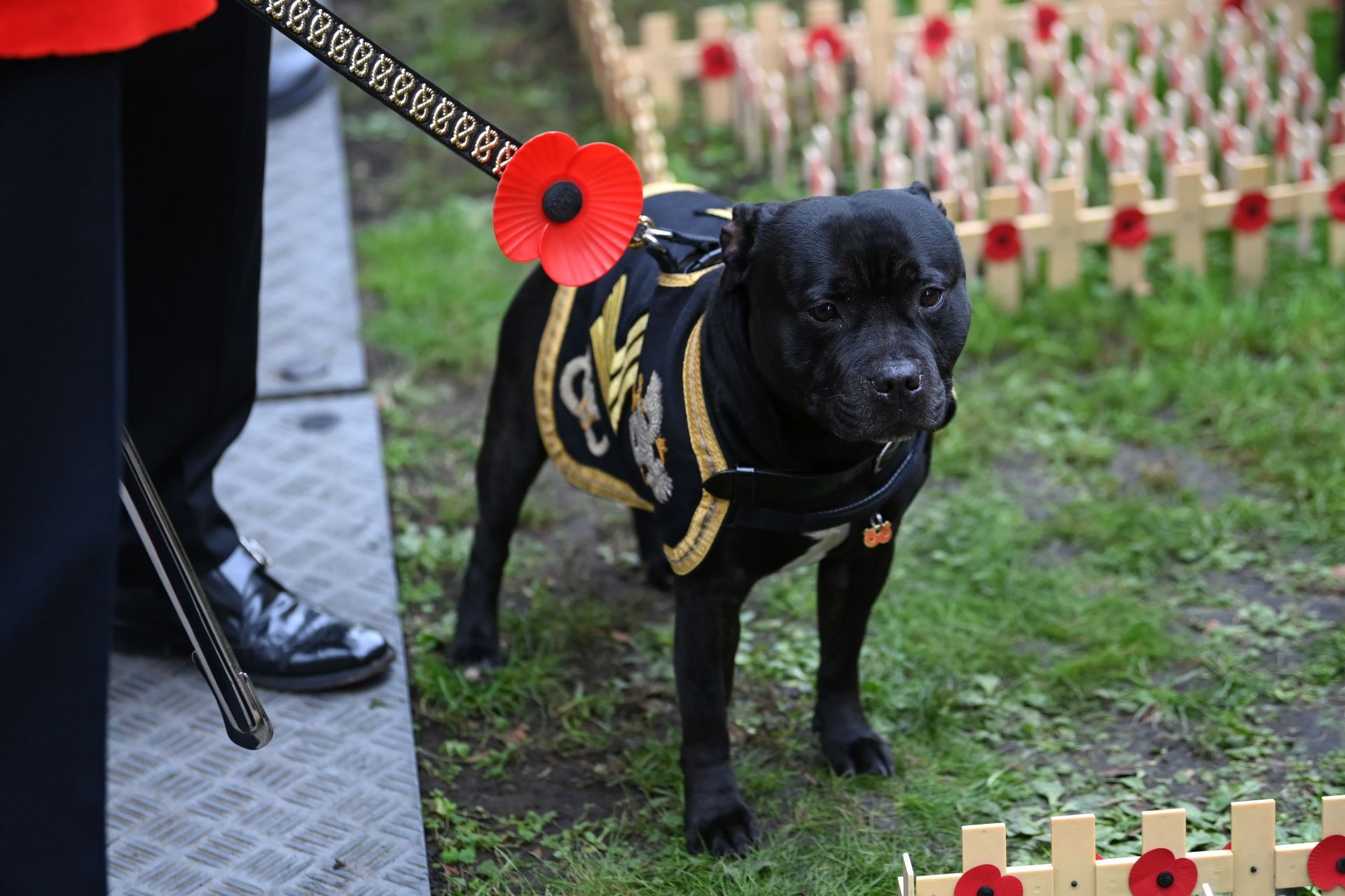 The Duchess Of Gloucester Attends The Field Of Remembrance At Westminster Abbey - Source: Getty