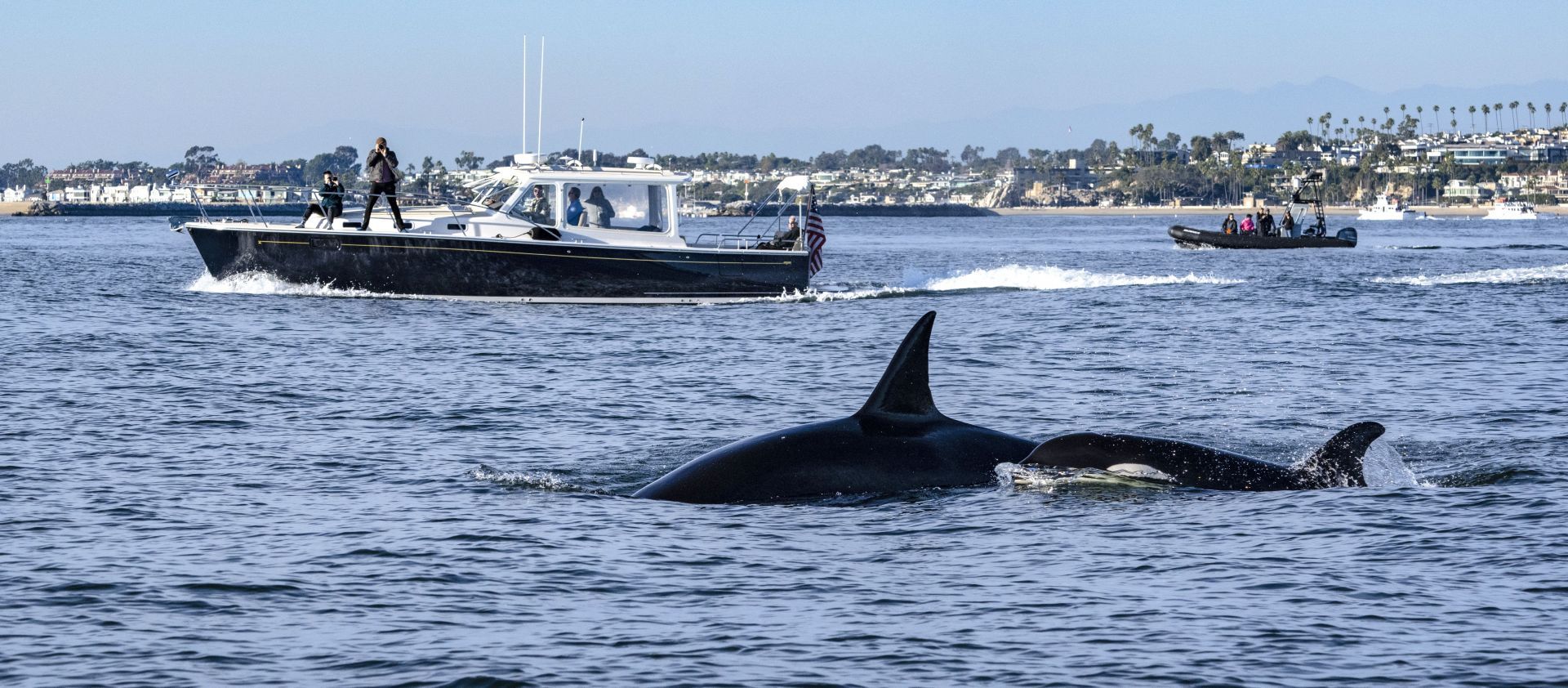 An orca (Image via Getty)