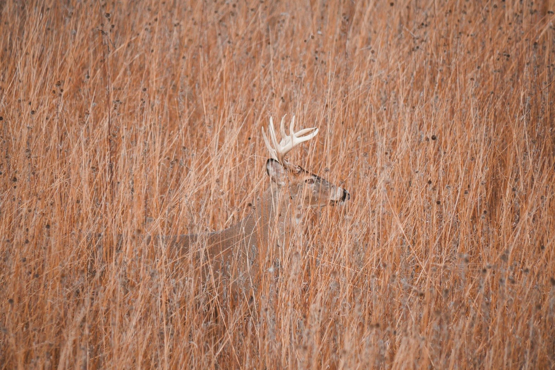 Michigan Department of Natural Resources is worried about the decrease in deer hunters and the increase in deer population. (Photo by Unsplash/@Mitchell Leach)