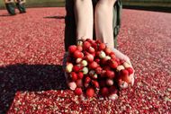 Cranberry Harvest (Image via Getty)