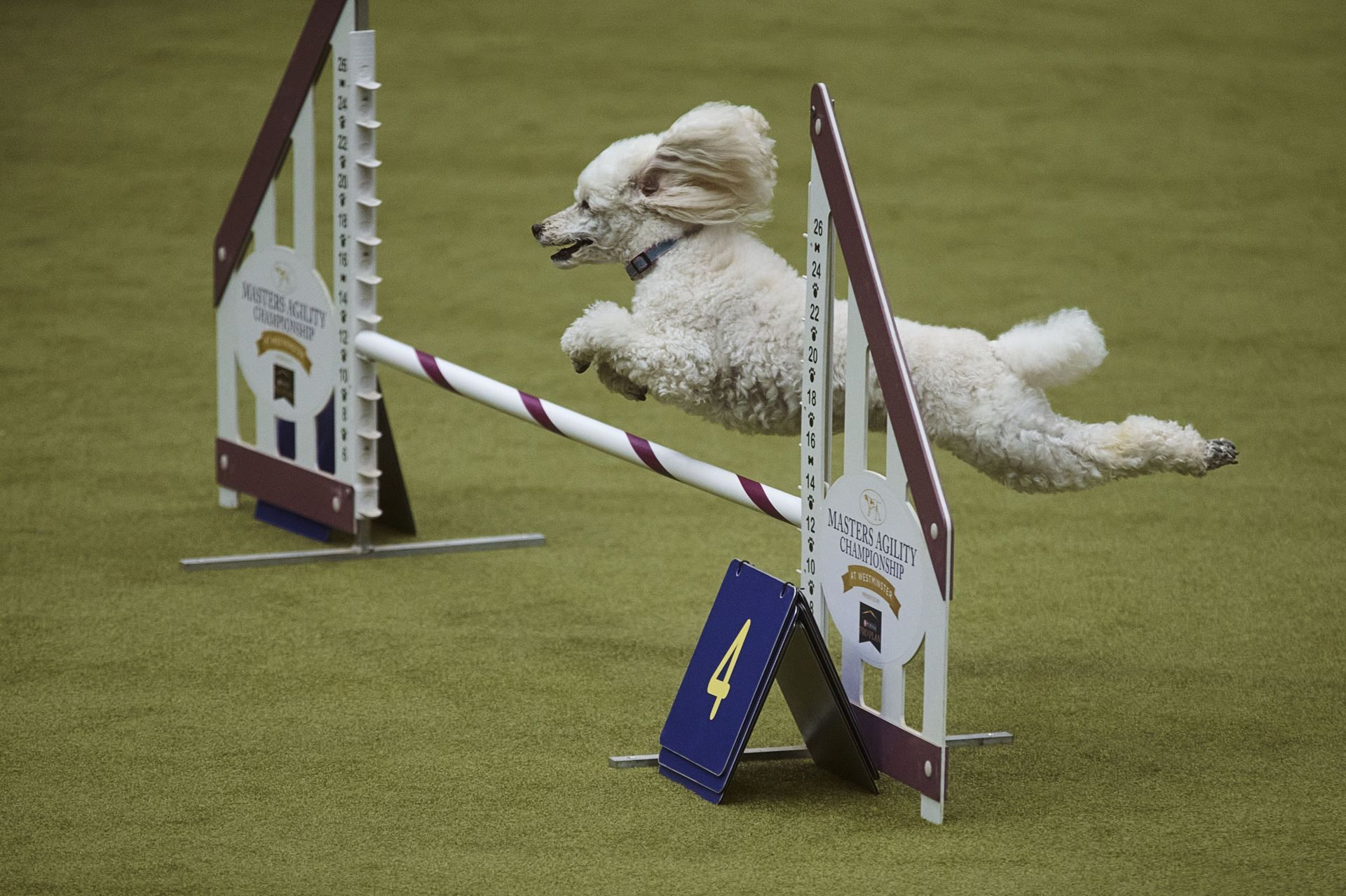 Westminster Kennel Club Host Its Annual Dog Show - Source: Getty