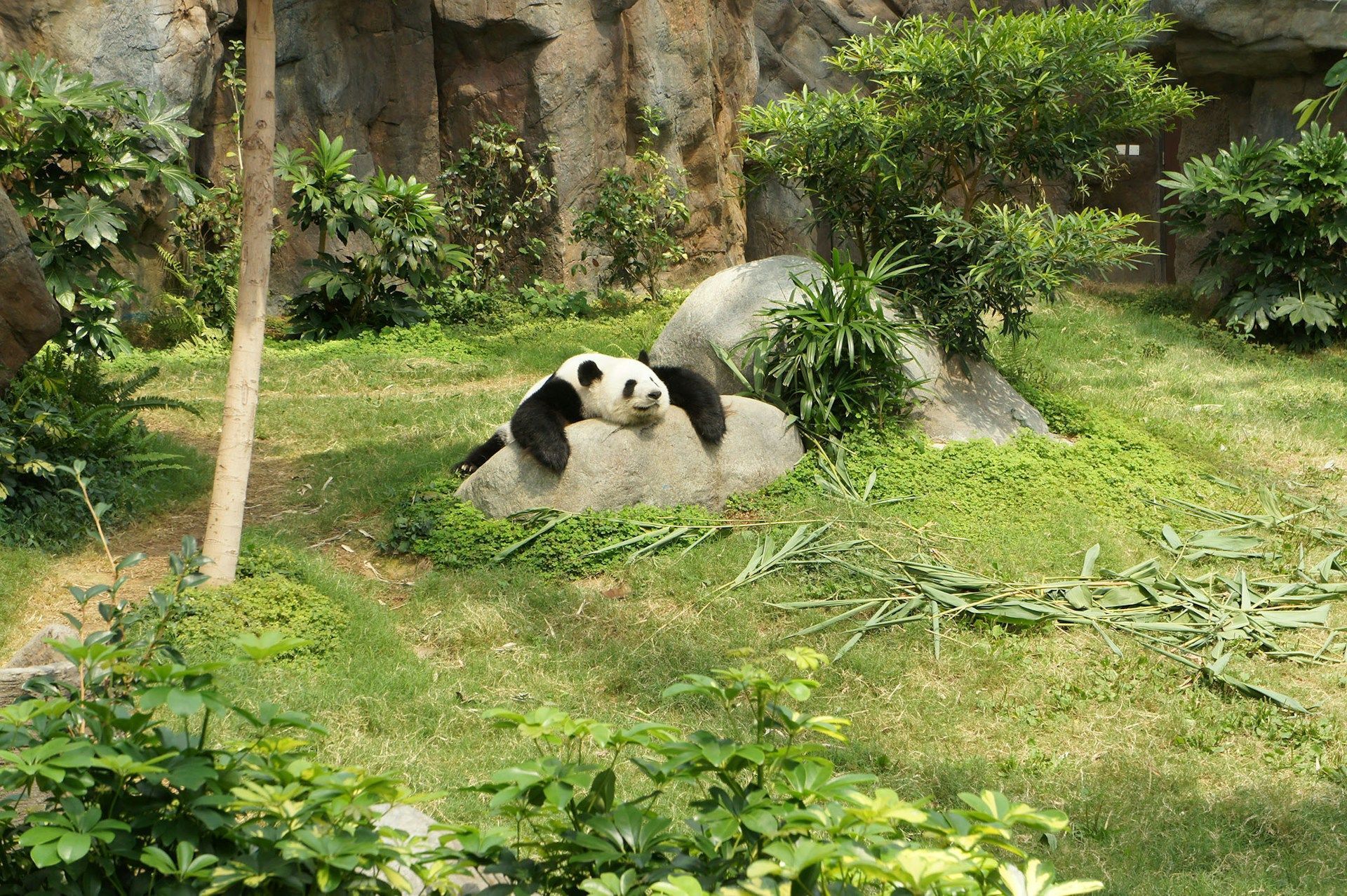 Panda Relaxing on Rock: Photo by Elena Loshina on Unsplash