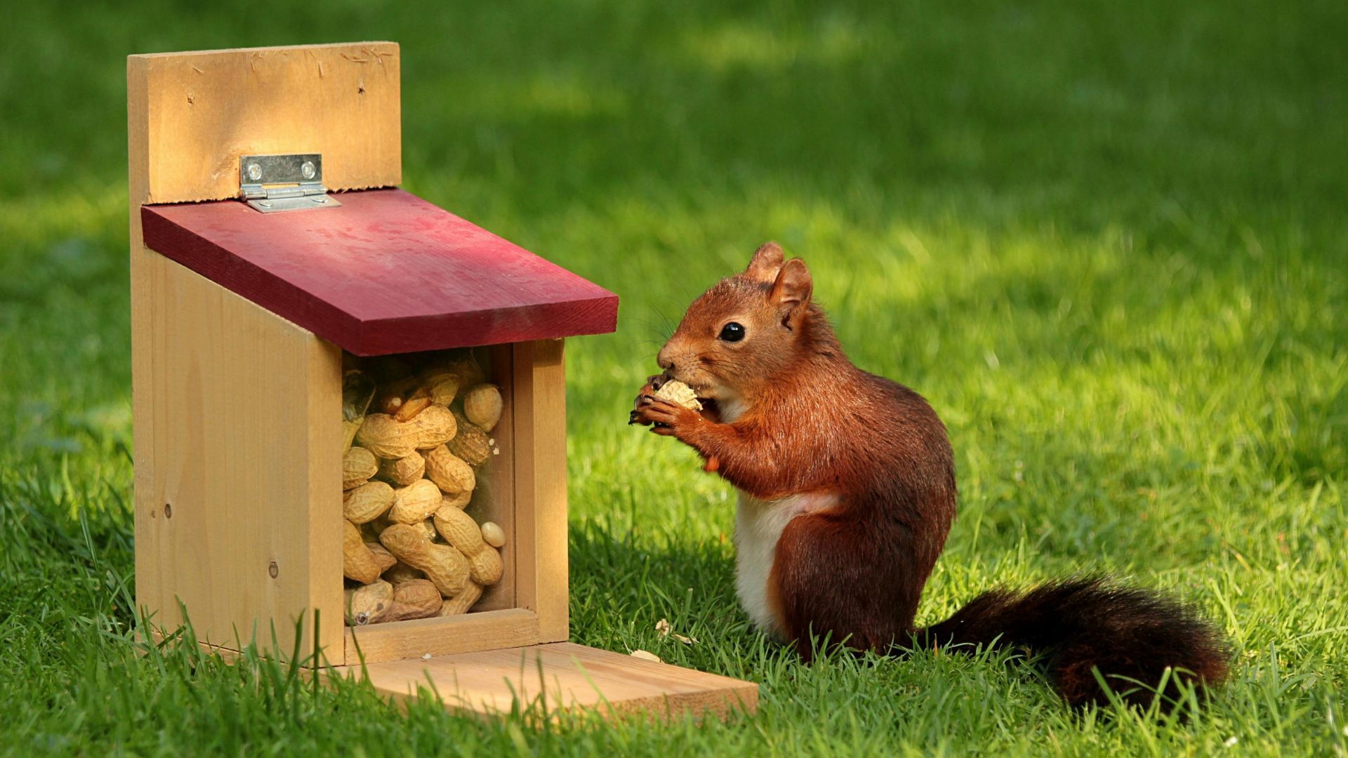 Brown Squirrel (Image via Pixels/ Pixabay)