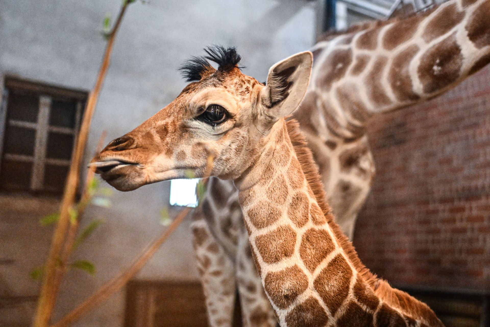 New born endangered Camelopardalis giraffe at Wroclaw Zoo - Source: Getty