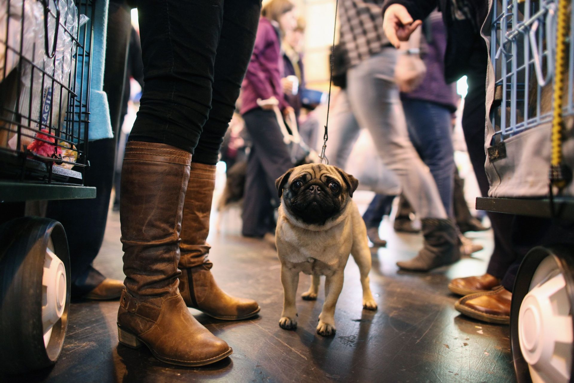 Best In Show Announced At Crufts - Source: Getty