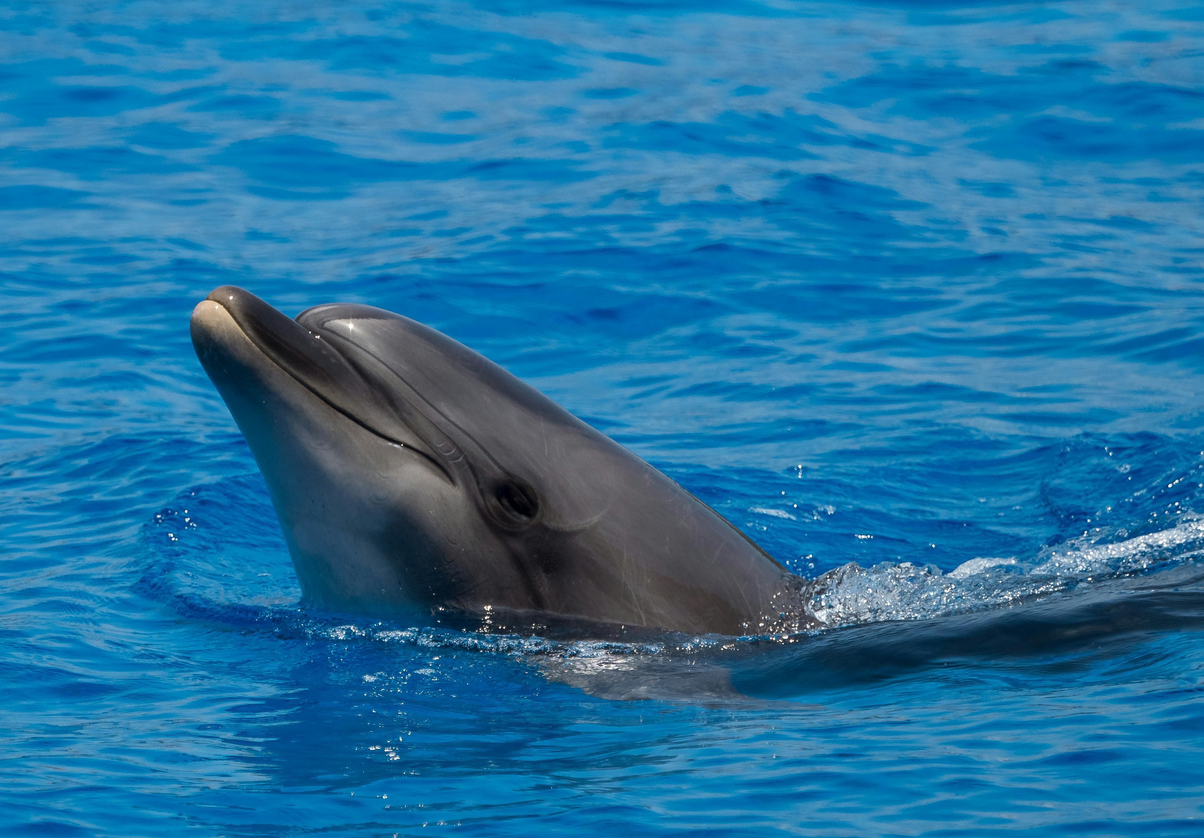 Dolphin swimming in the ocean (Image via William Warby/ Pexels)