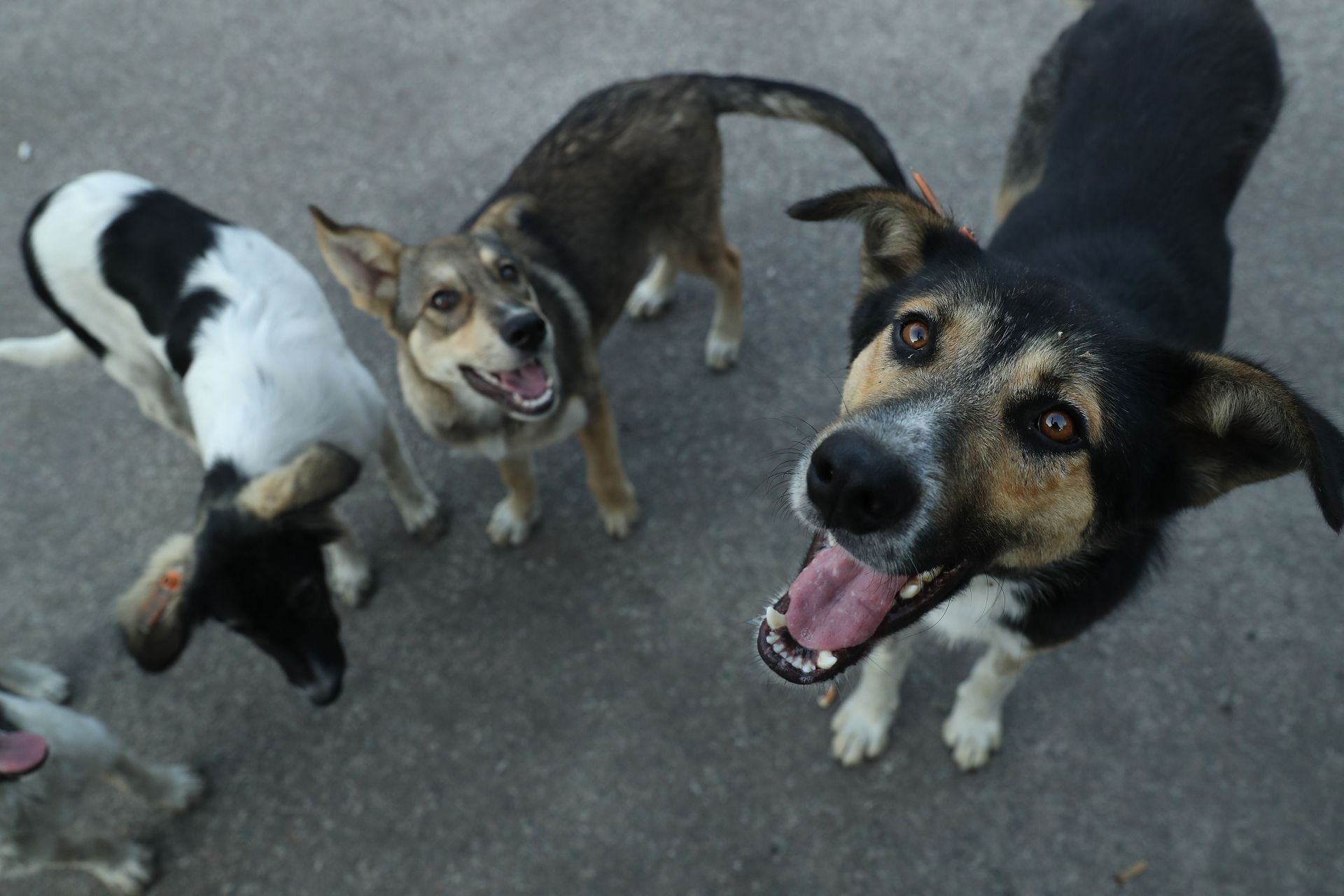 The Stray Dogs Of Chernobyl - Source: Getty