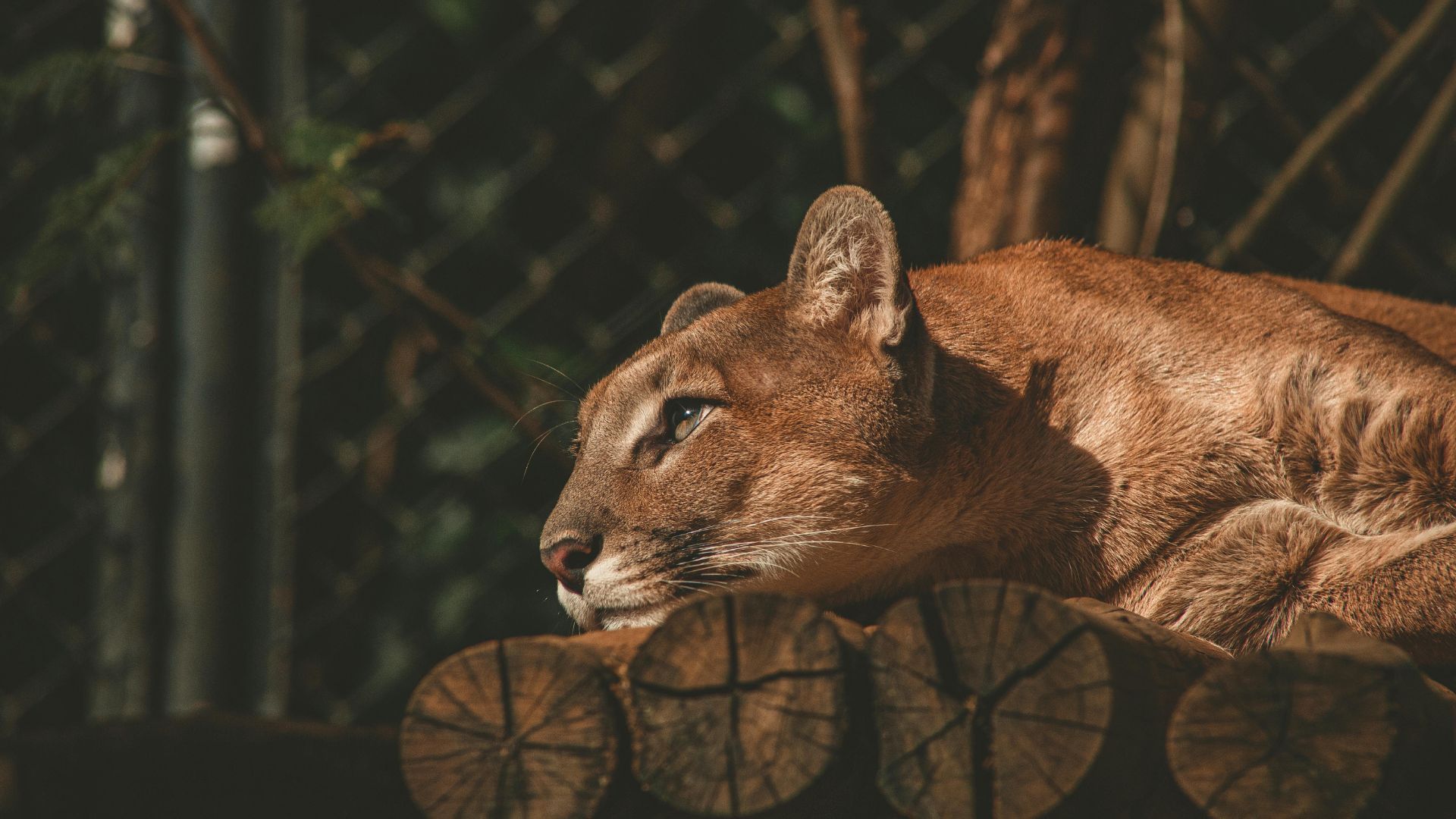 Mountain Lion (Image via Pexels/Lucas Pezeta)