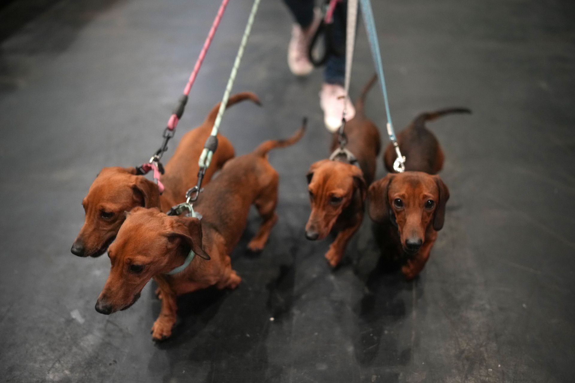 Crufts 2024 - Day Two - Source: Getty