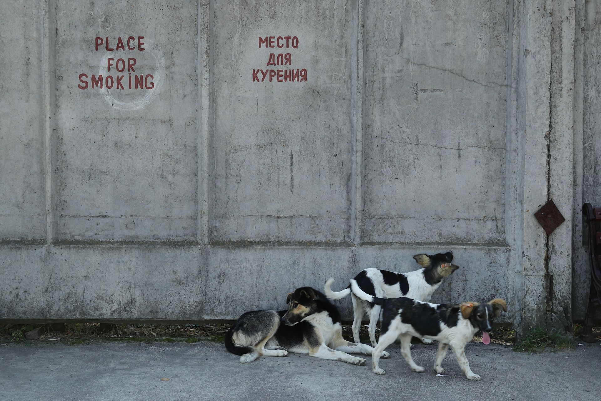 The Stray Dogs Of Chernobyl - Source: Getty