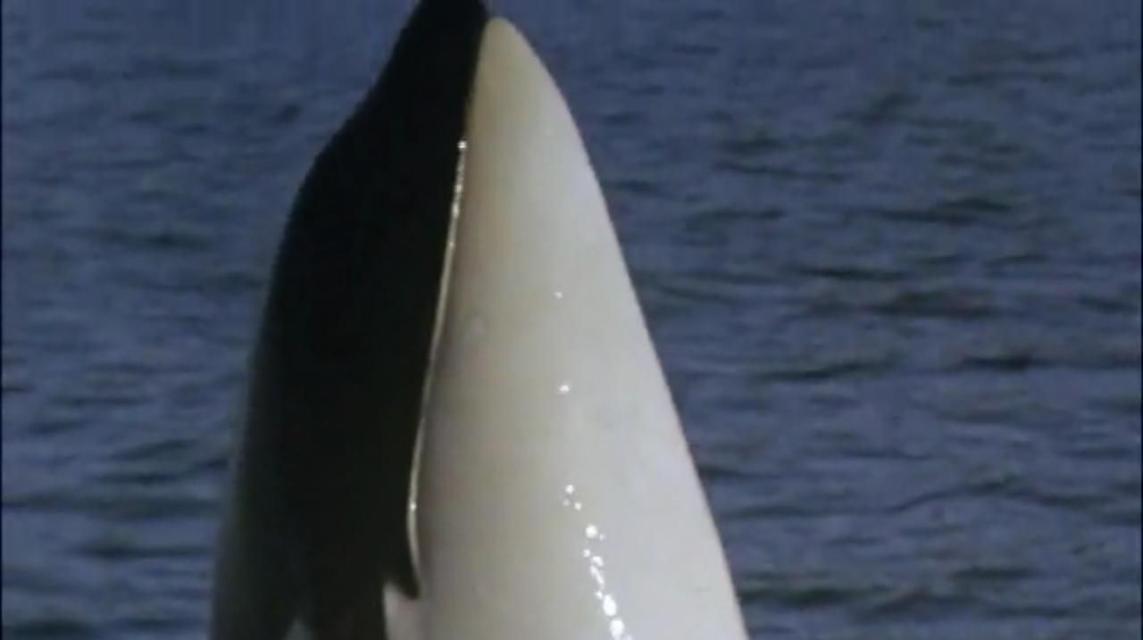 Free Willy (1993) | Image Source: Warner Bros. Pictures