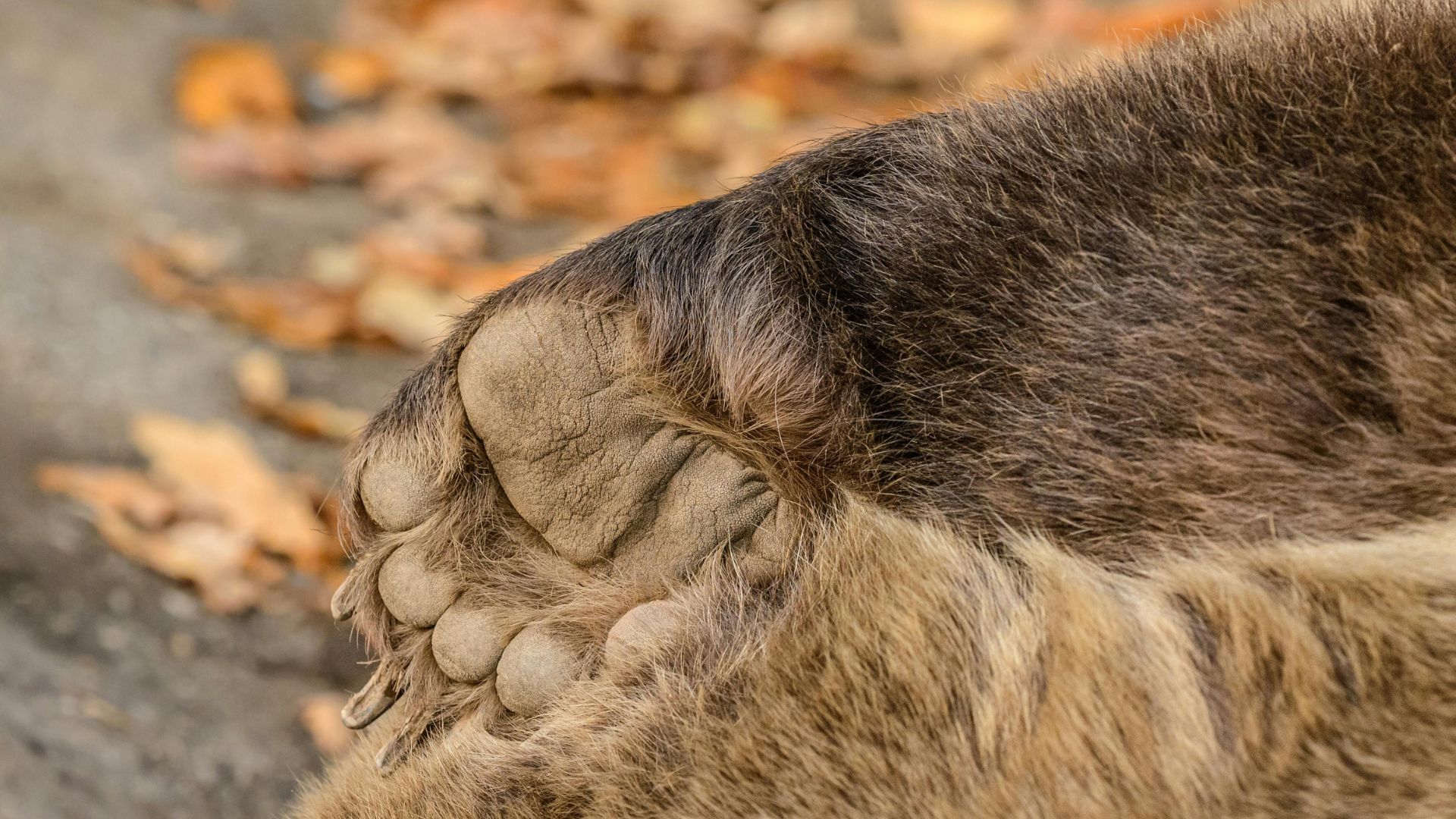 Bald Bear’s Remarkable Recovery: Eve Finds Forever Home