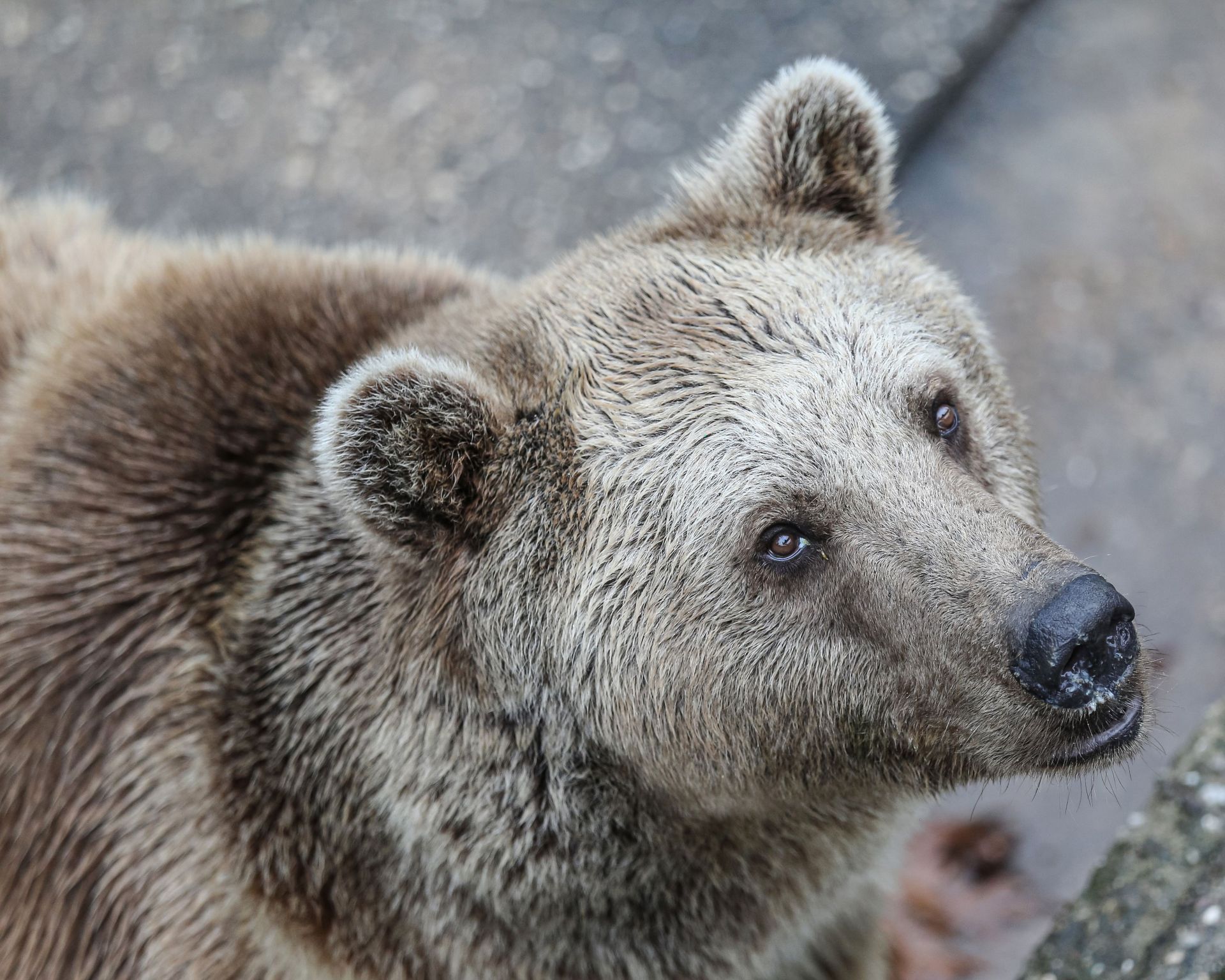 Residents of the bear shelter in Bursa prepare for &quot;hibernation&quot; - Source: Getty