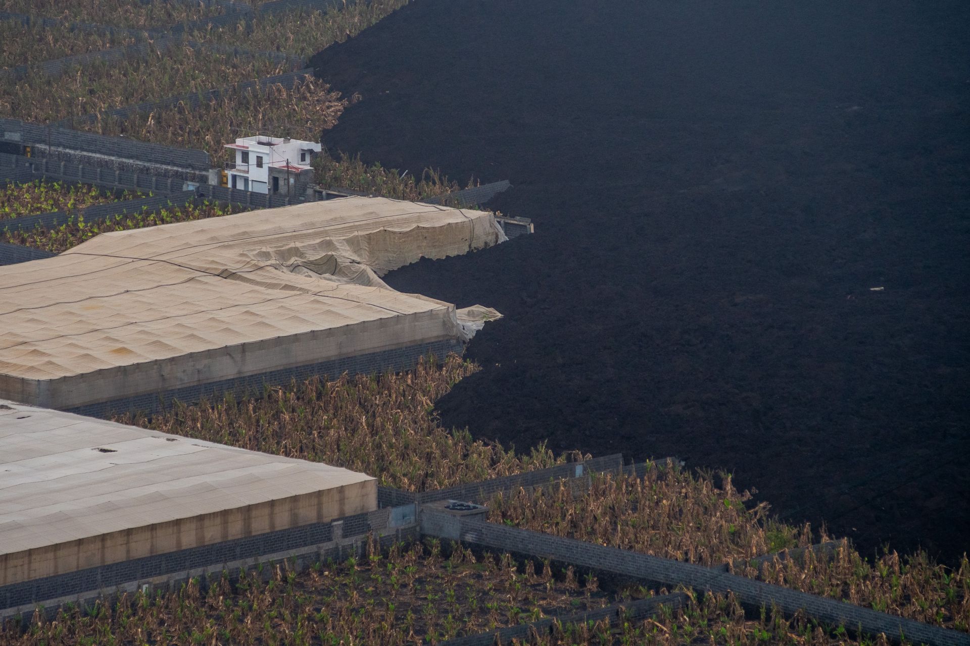 Banana Plantations Still Covered In Ash From Cumbre Vieja Volcano - Source: Getty