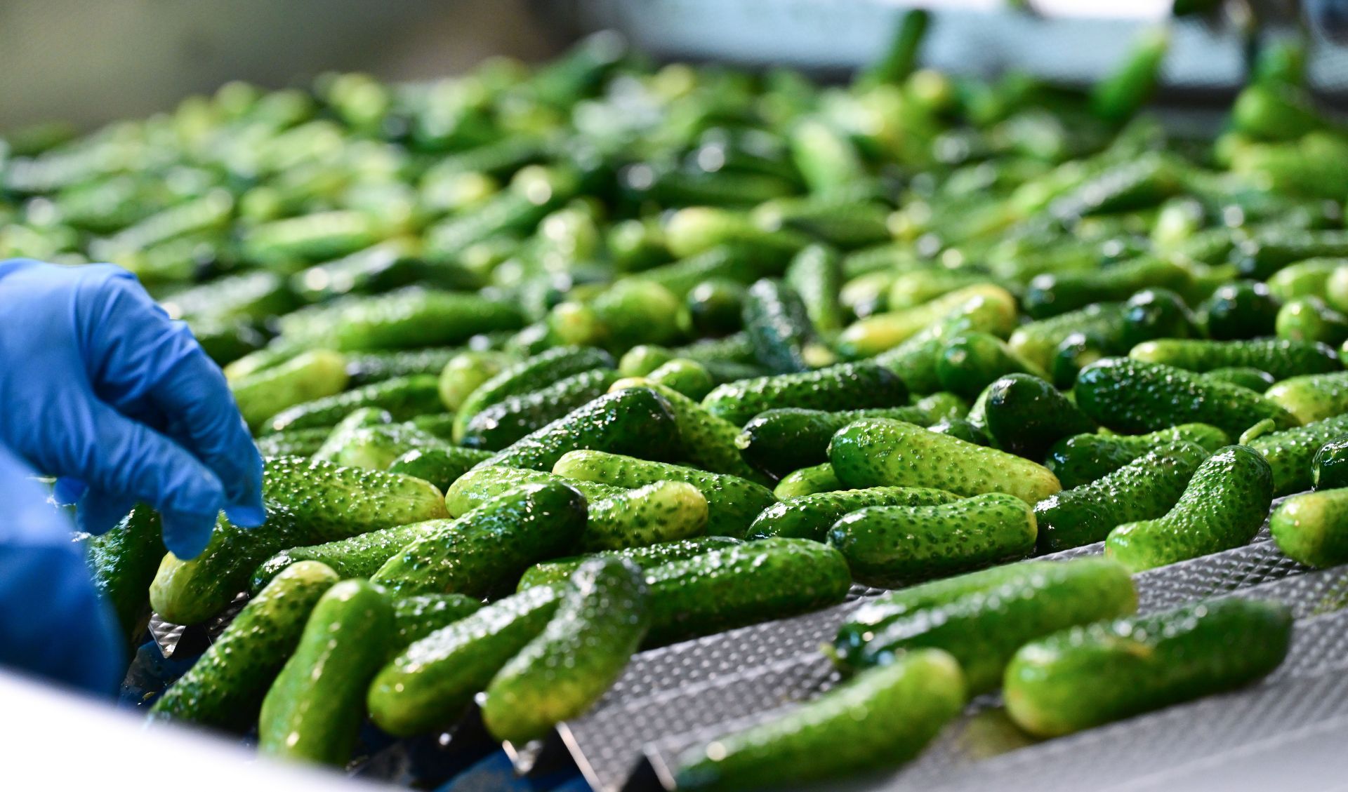 Pickled cucumbers - Source: Getty