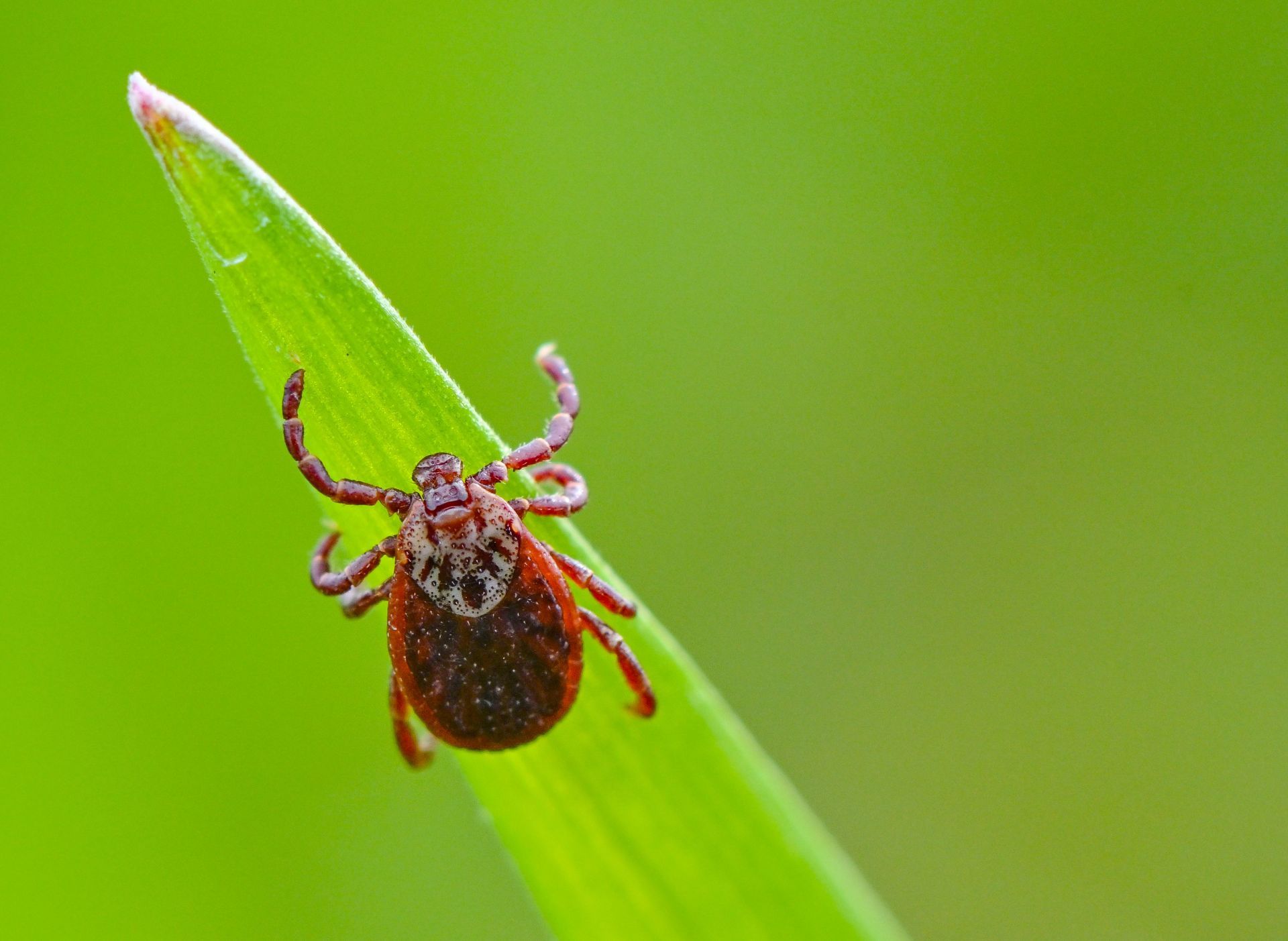 Tick - Source: Getty