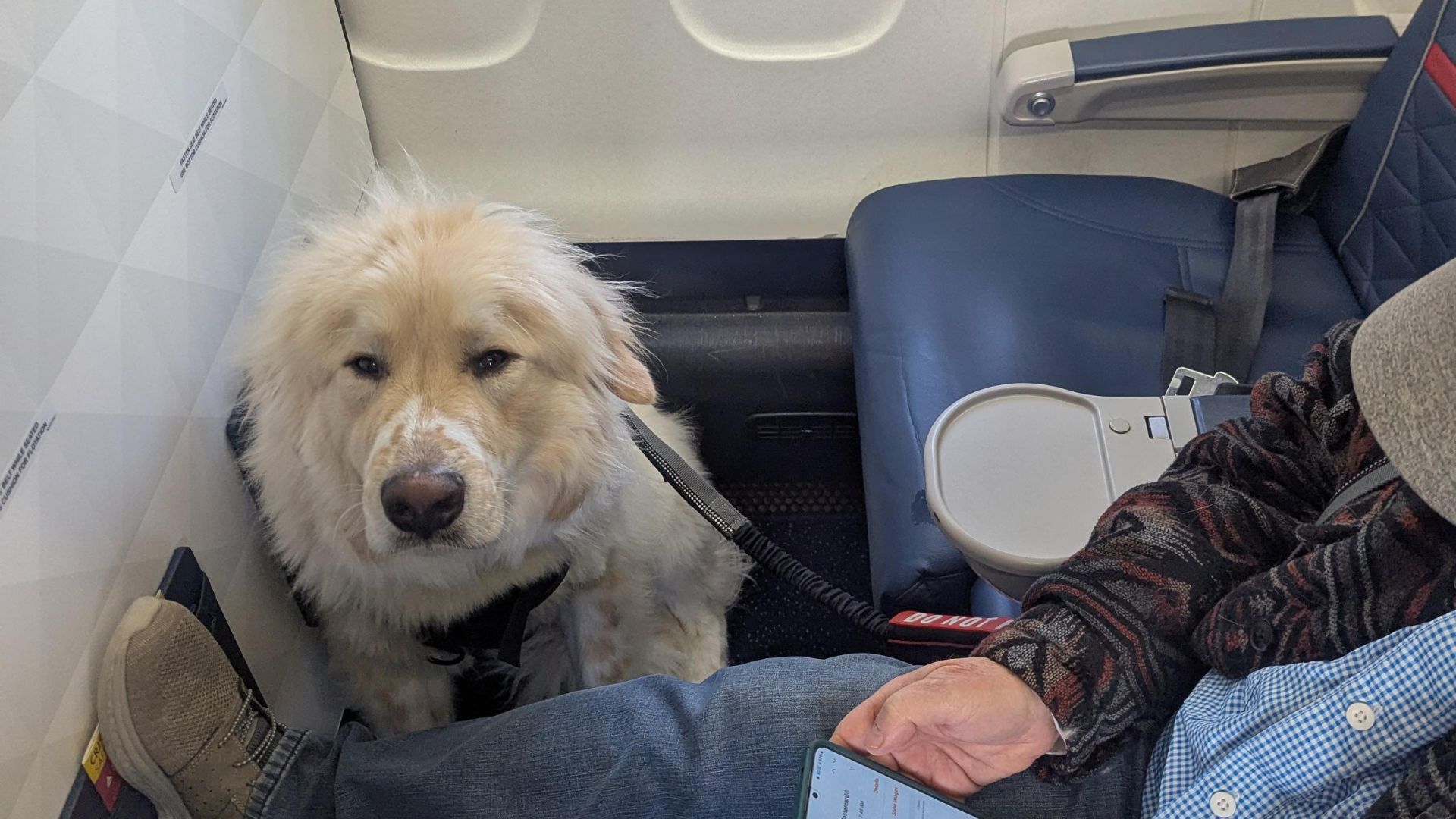 Delta Air Lines passenger shares picture of a dog who was given their upgraded first class seat (Image via Reddit)