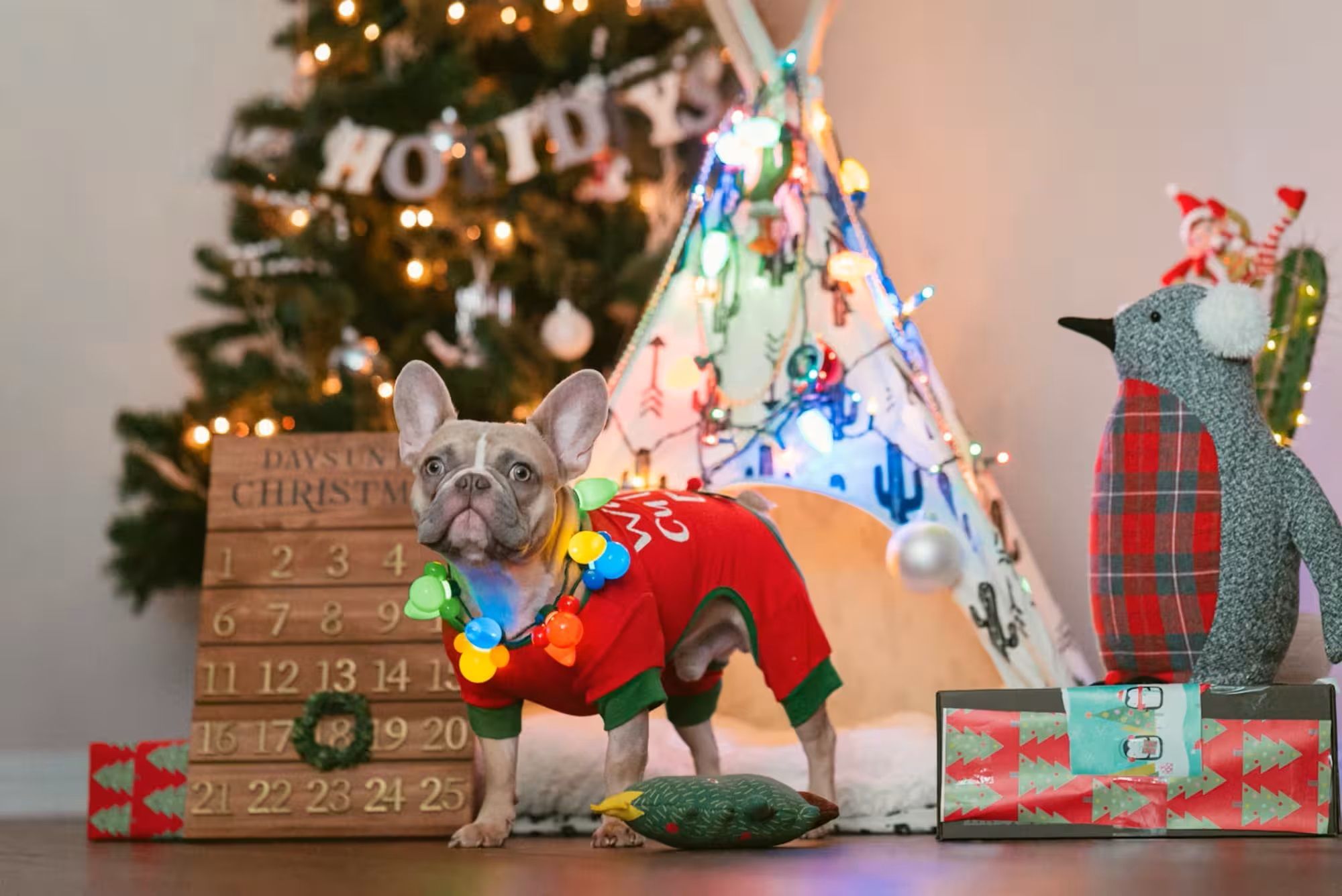 Christmas gifts for your pets (Image via Unsplash/ Karsten Winegeart)