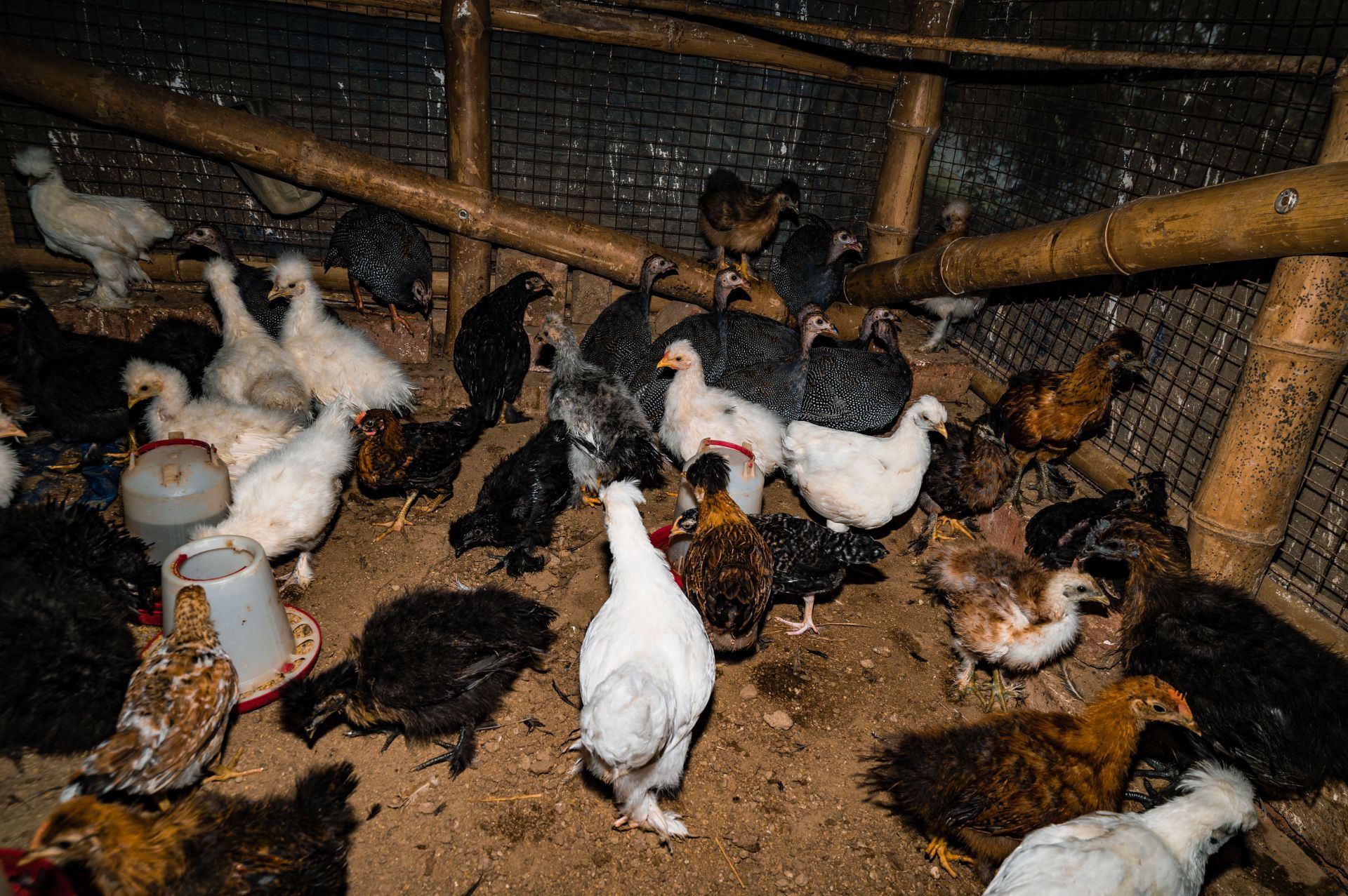 Bird Flu Threats - Source: Getty