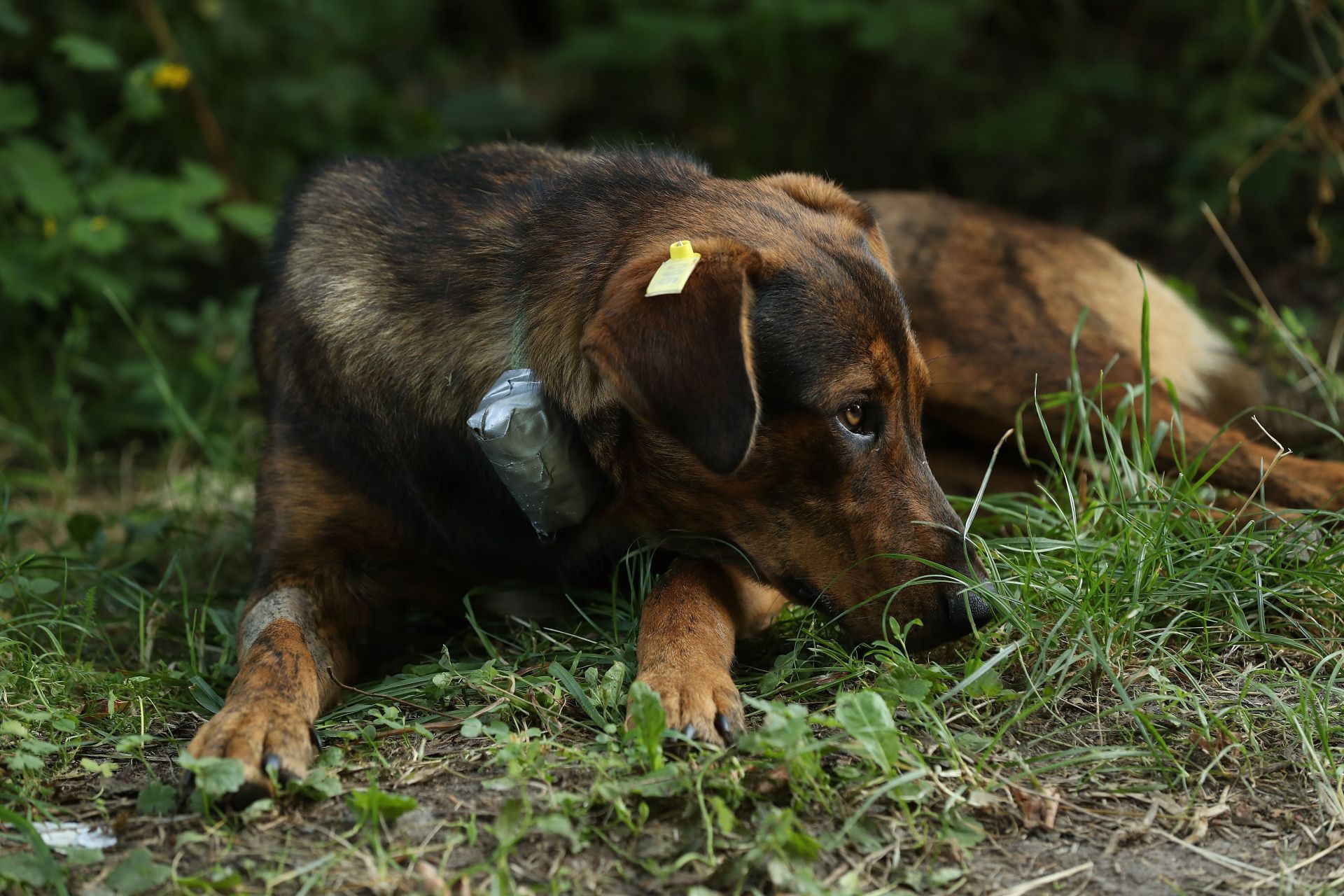 The Stray Dogs Of Chernobyl - Source: Getty