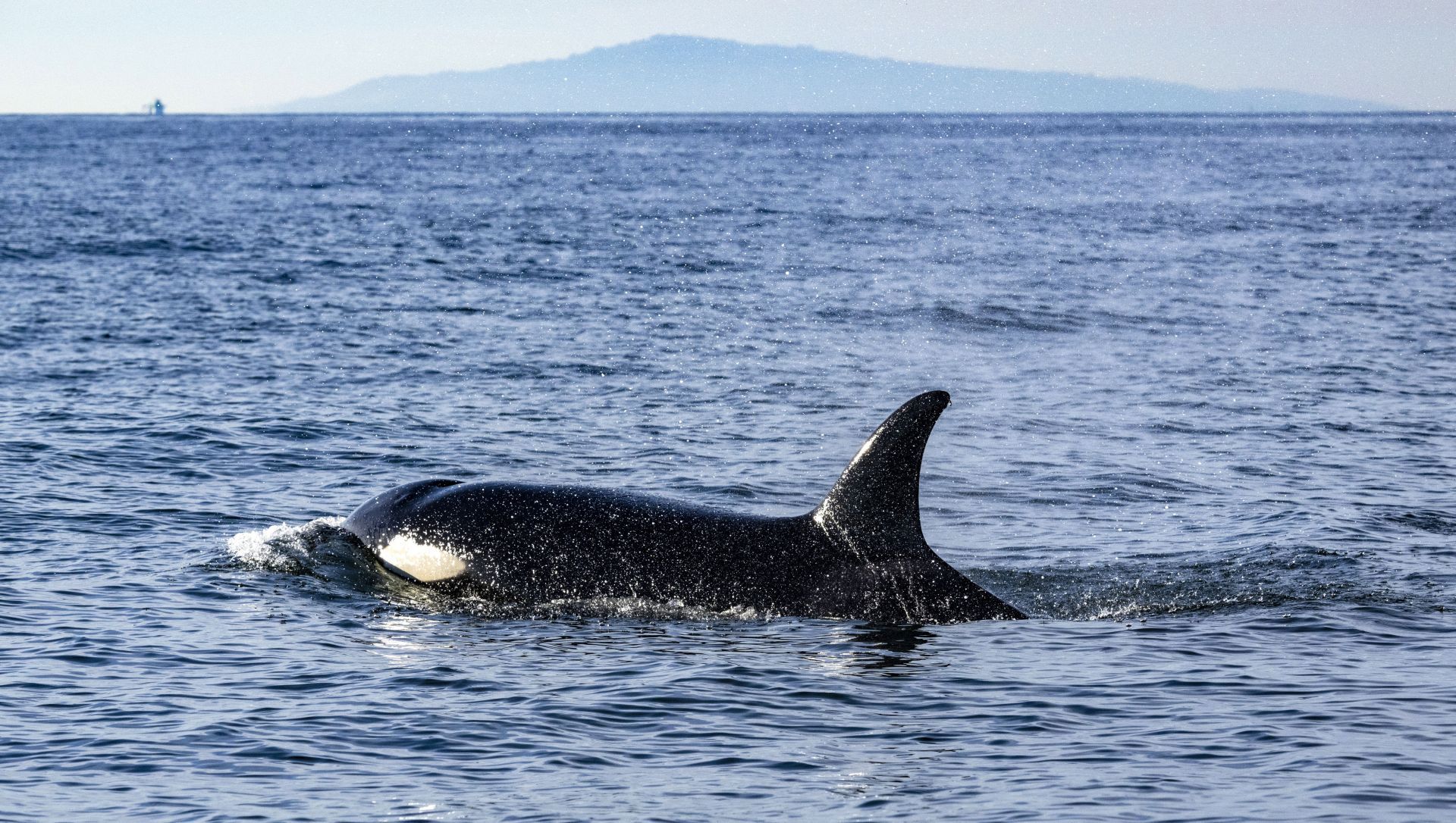 Excitement on the water off Southern California is at an all-time high with pod of killer whales hanging around for a month - Source: Getty