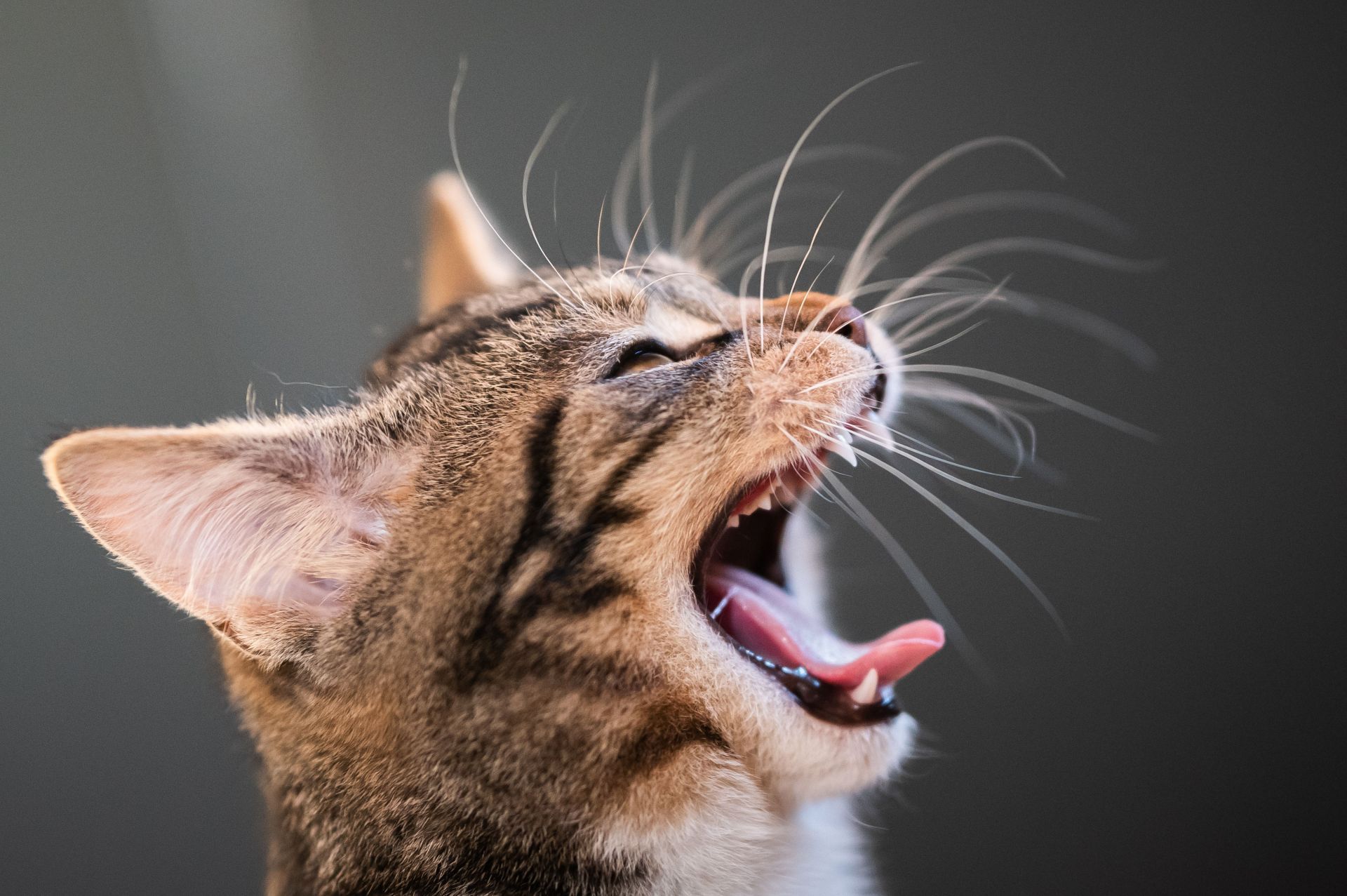 Puss in a flat - Source: Getty