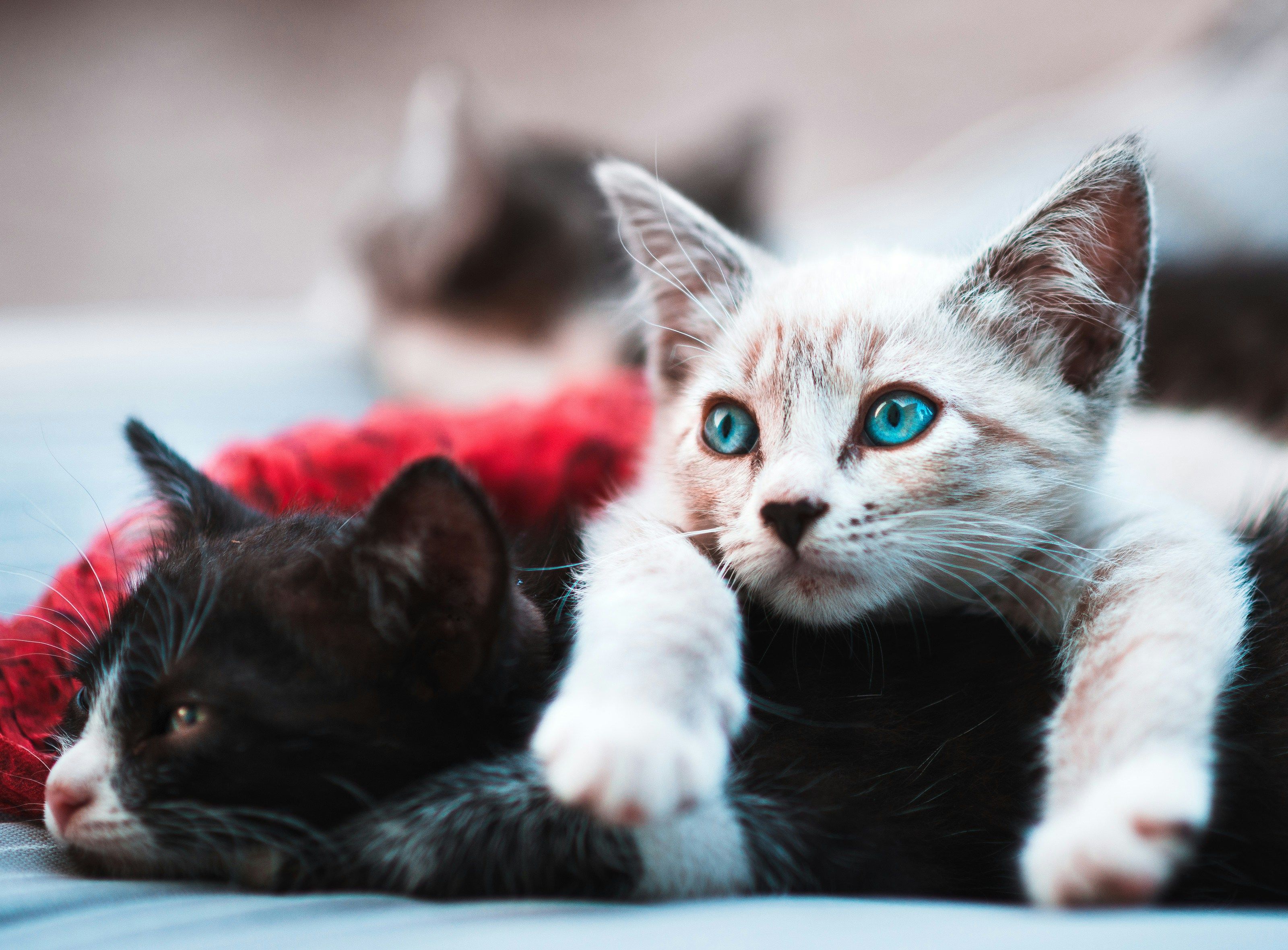 Cat picture via Raul Varzar on Unsplash