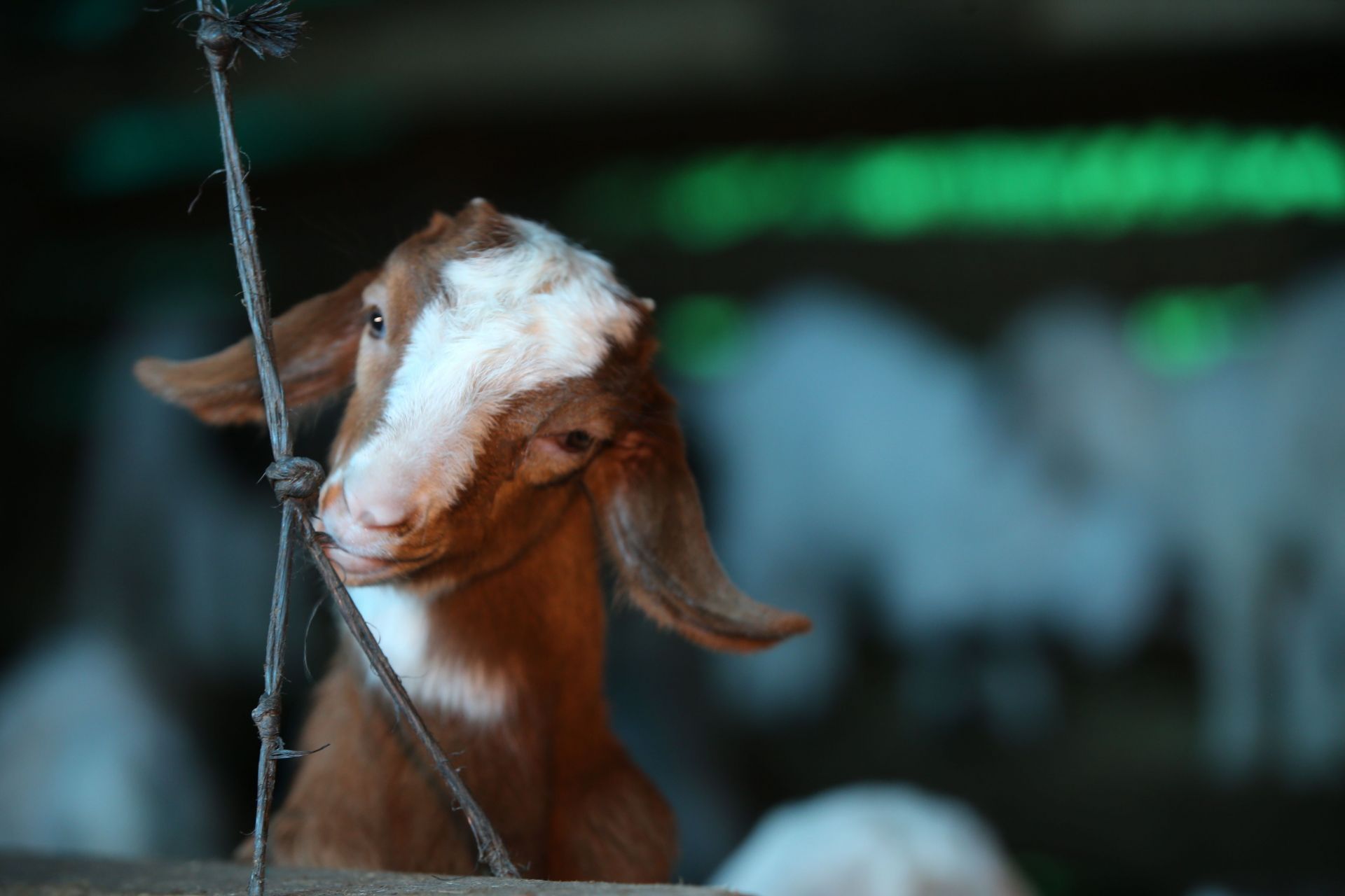 Saanen goats in foothills of Yildiz Mountains in Turkiye