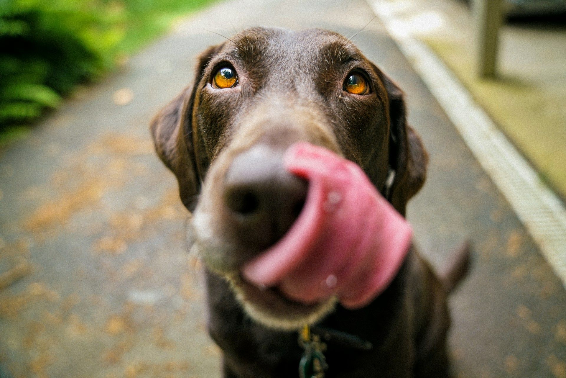 Image of Dog: Photo by James Barker on Unsplash